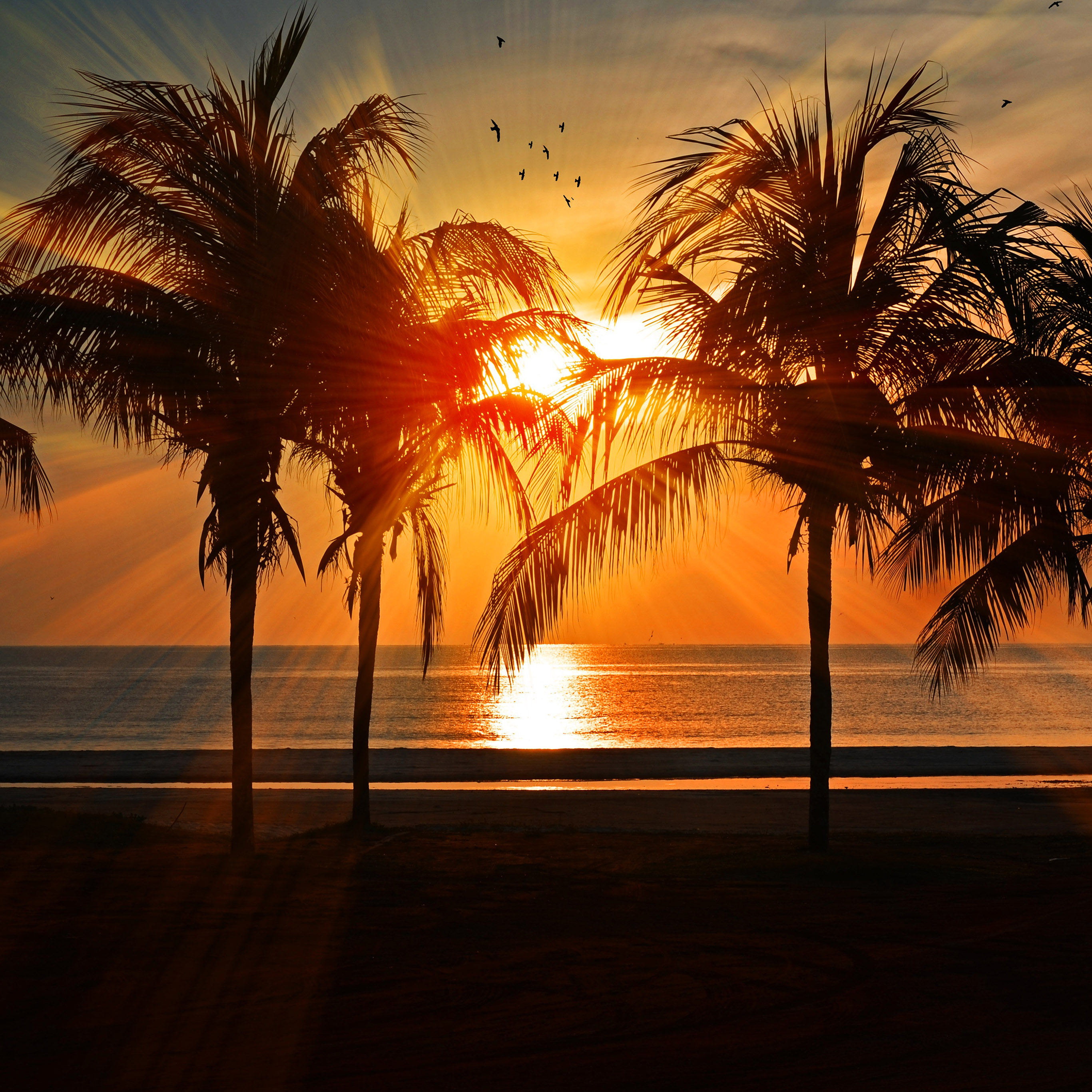 papier peint palmier,ciel,arbre,la nature,le coucher du soleil,palmier