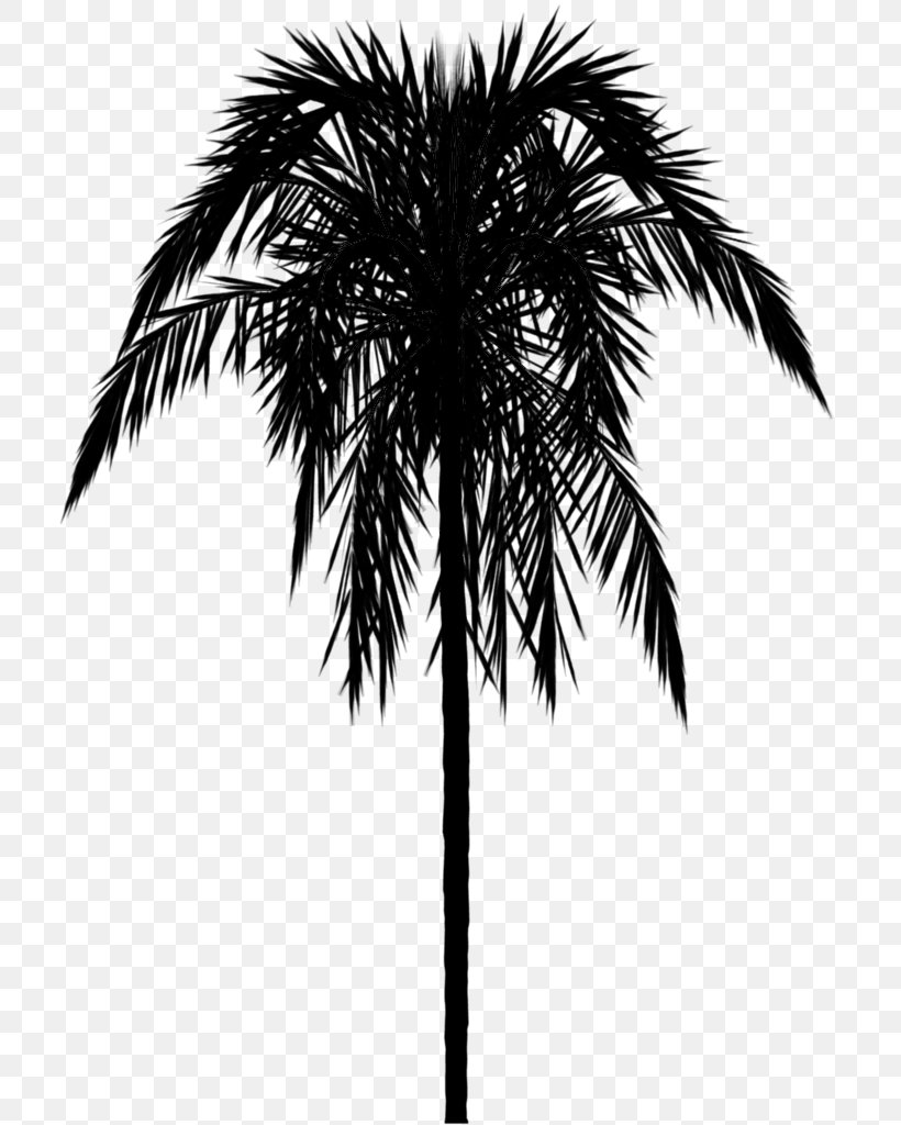 papier peint palmier,arbre,plante,palmier,plante ligneuse,noir et blanc