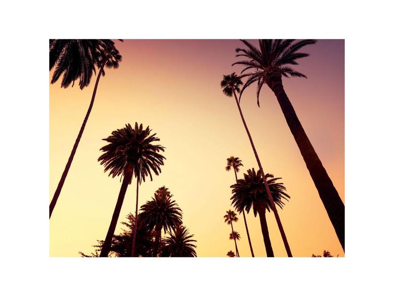 fondo de pantalla de palmera,palma del desierto,cielo,palmera,árbol,planta