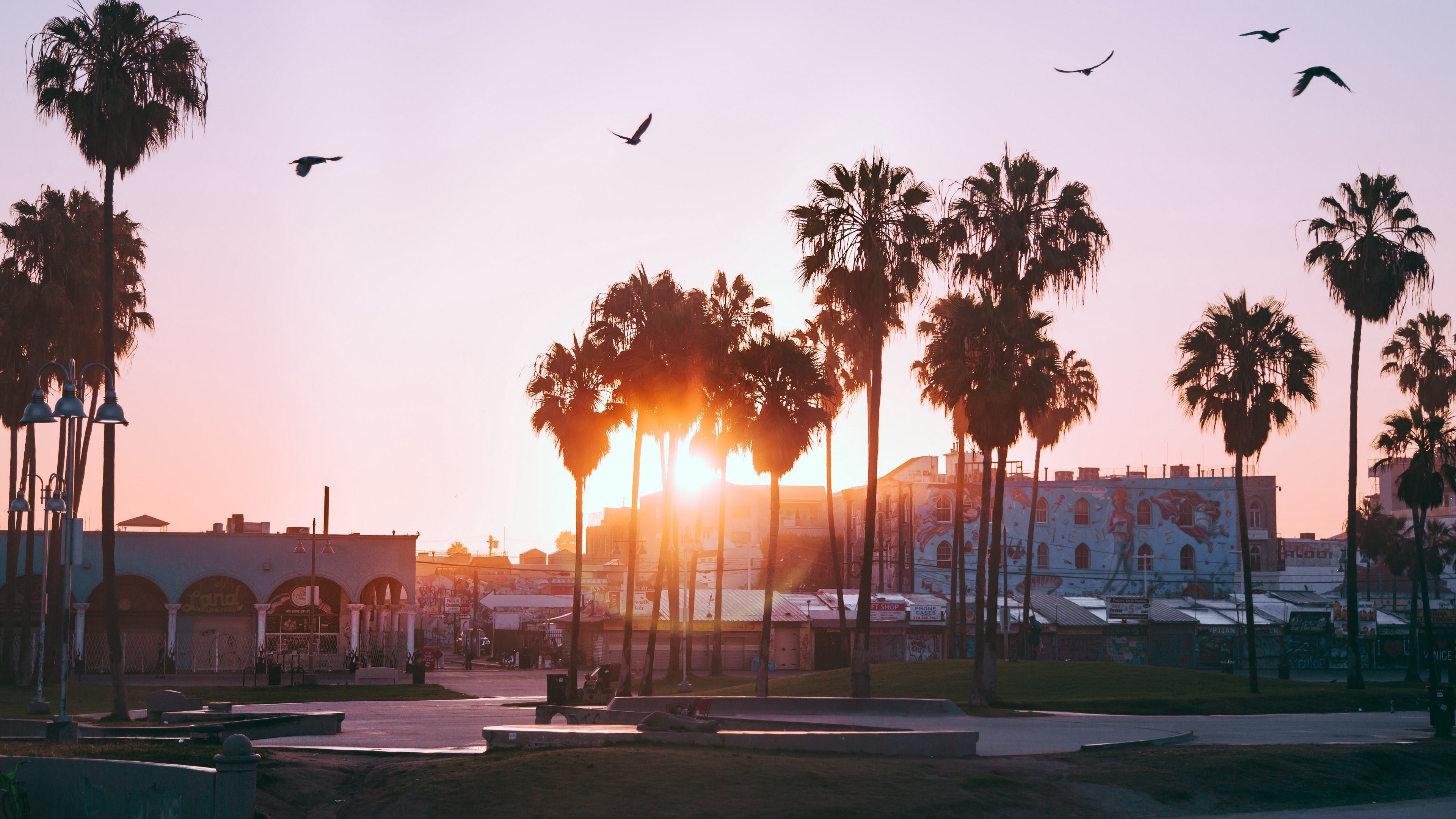 palm tree wallpaper,sky,tree,palm tree,morning,evening