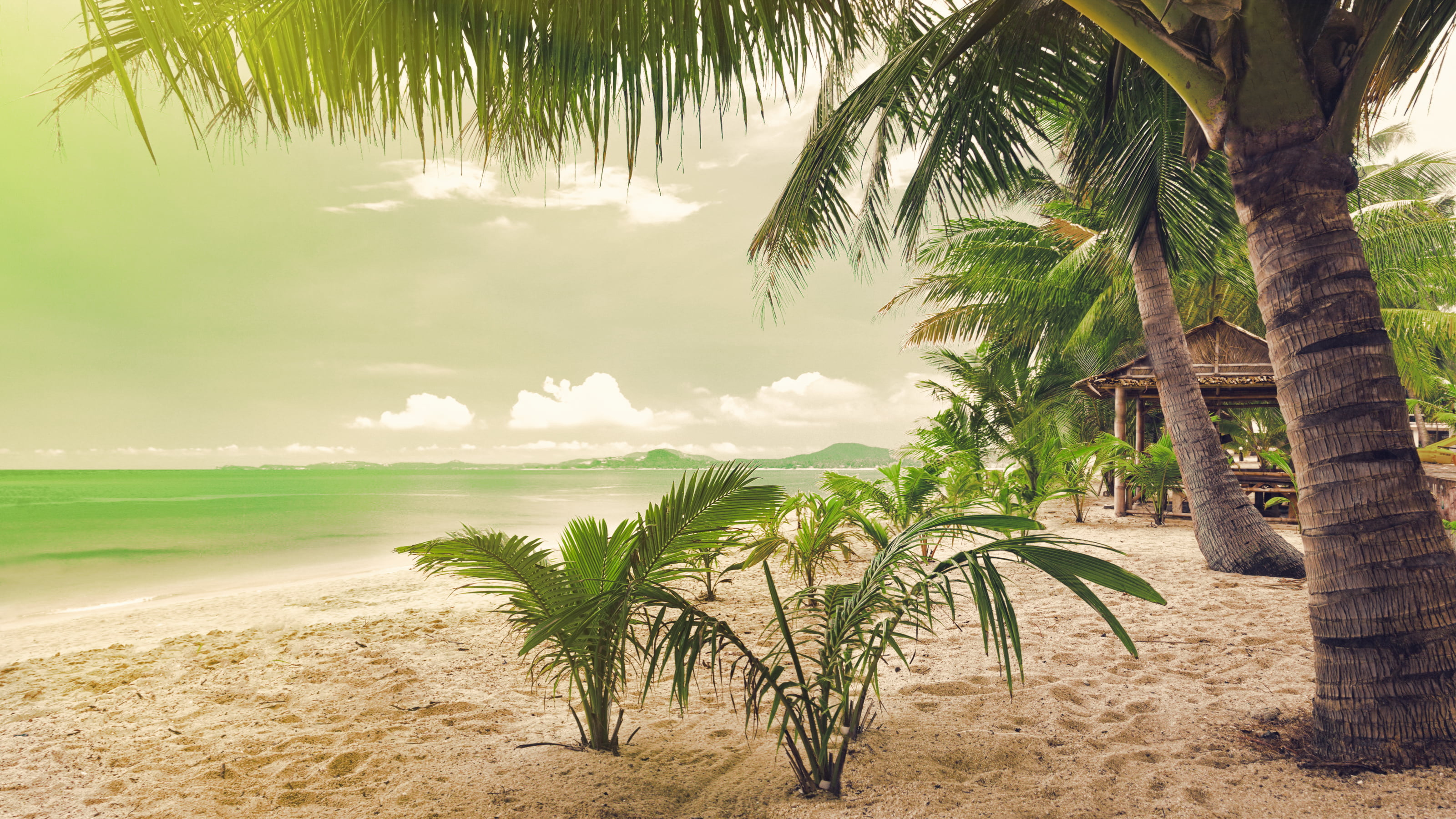 fondo de pantalla de palmera,árbol,naturaleza,palmera,attalea speciosa,caribe