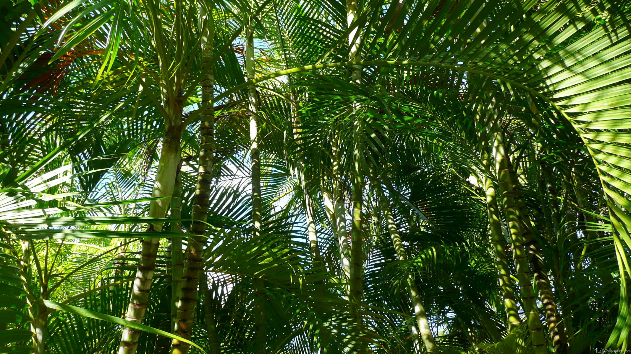 papier peint palmier,arbre,plante,palmier,plante ligneuse,jungle