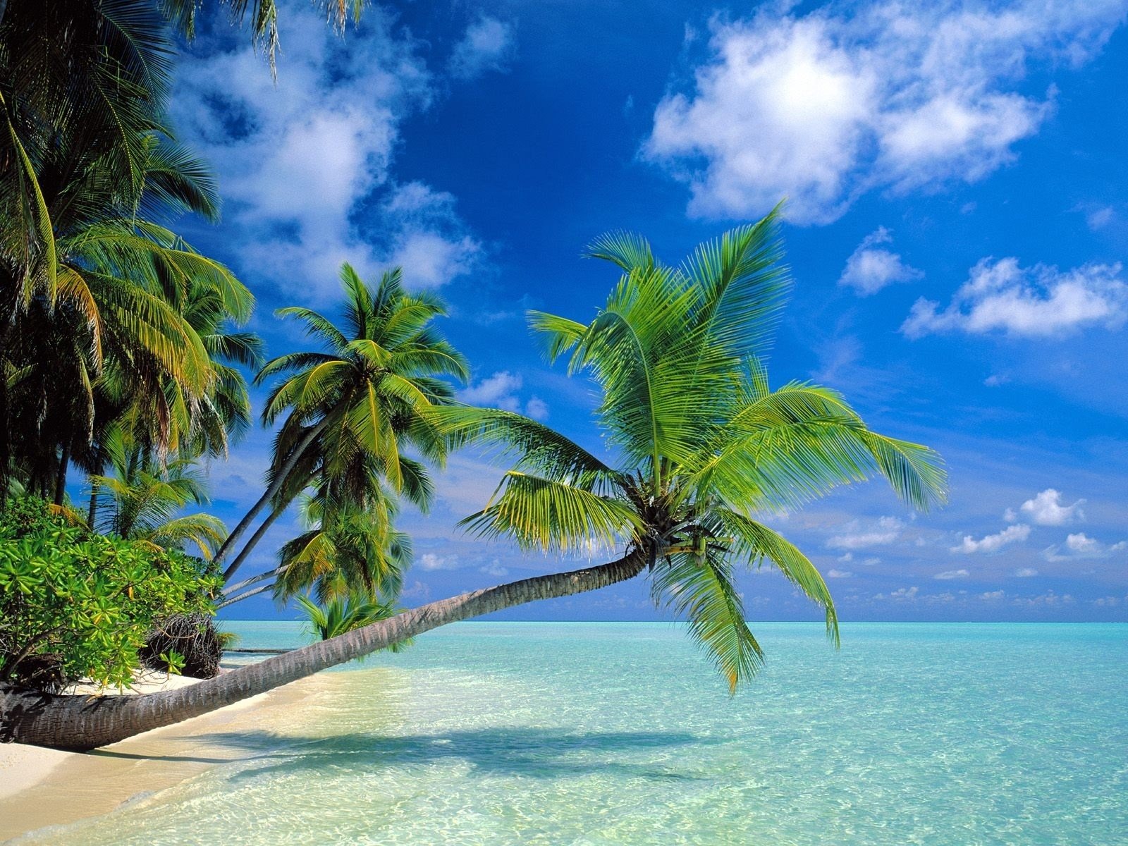 palmen tapete,natur,natürliche landschaft,himmel,baum,karibik
