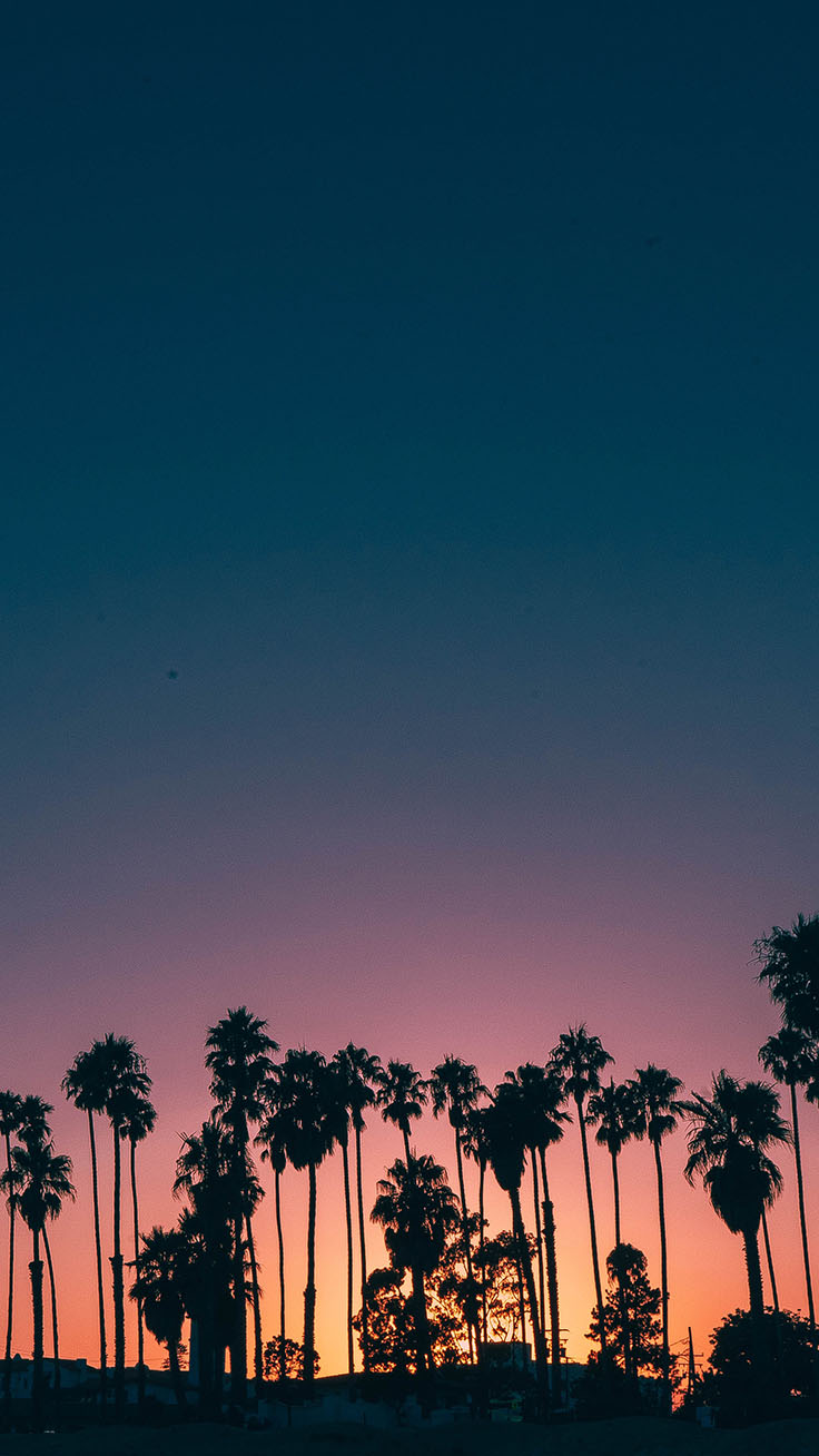 palm tree wallpaper,sky,tree,nature,palm tree,blue