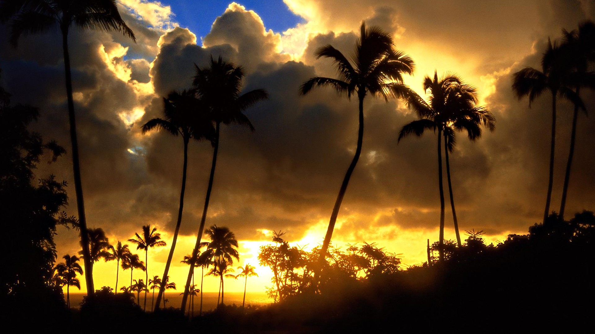 palm tree wallpaper,sky,nature,tree,sunset,palm tree