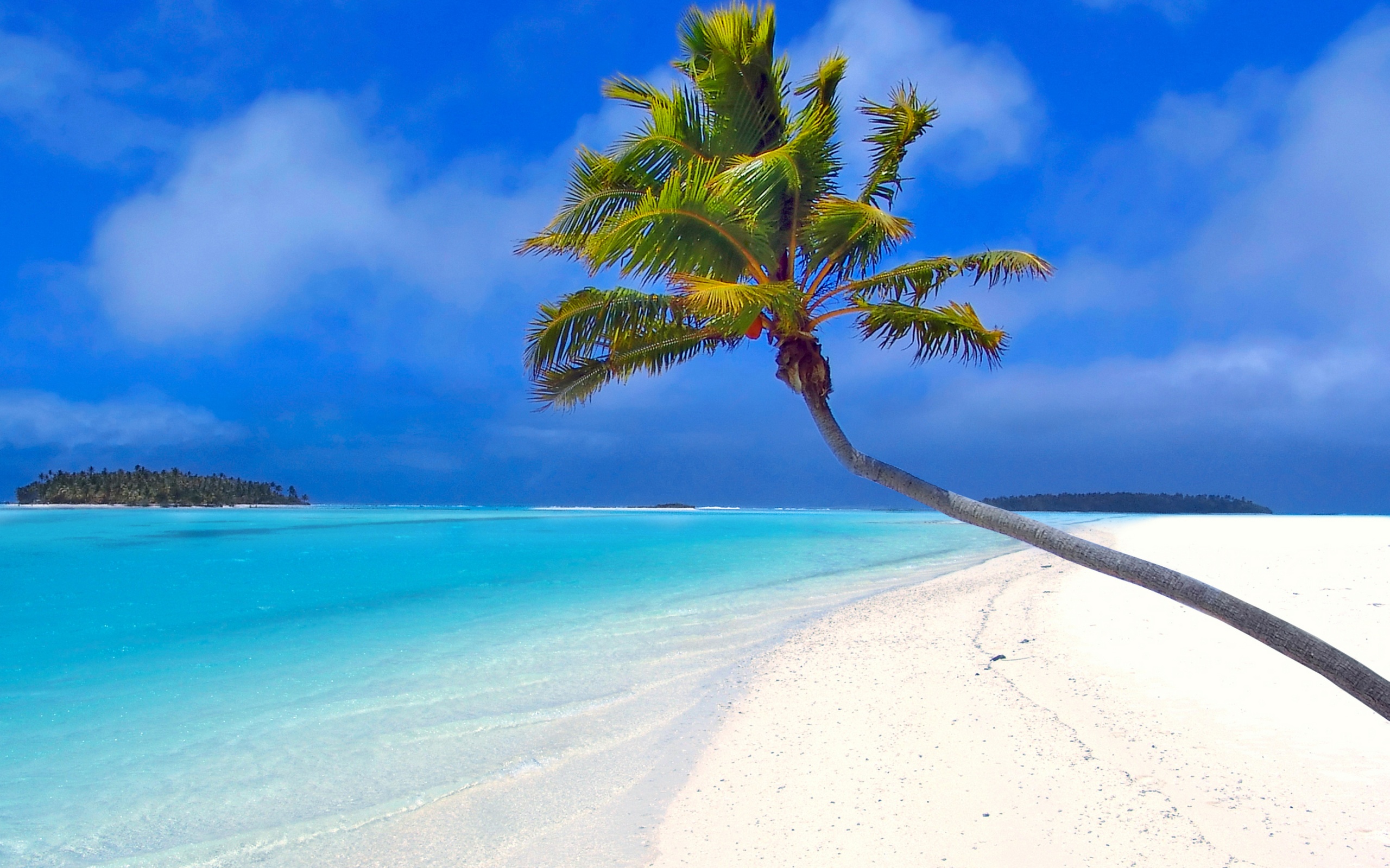 fondo de pantalla de palmera,cielo,naturaleza,árbol,paisaje natural,caribe