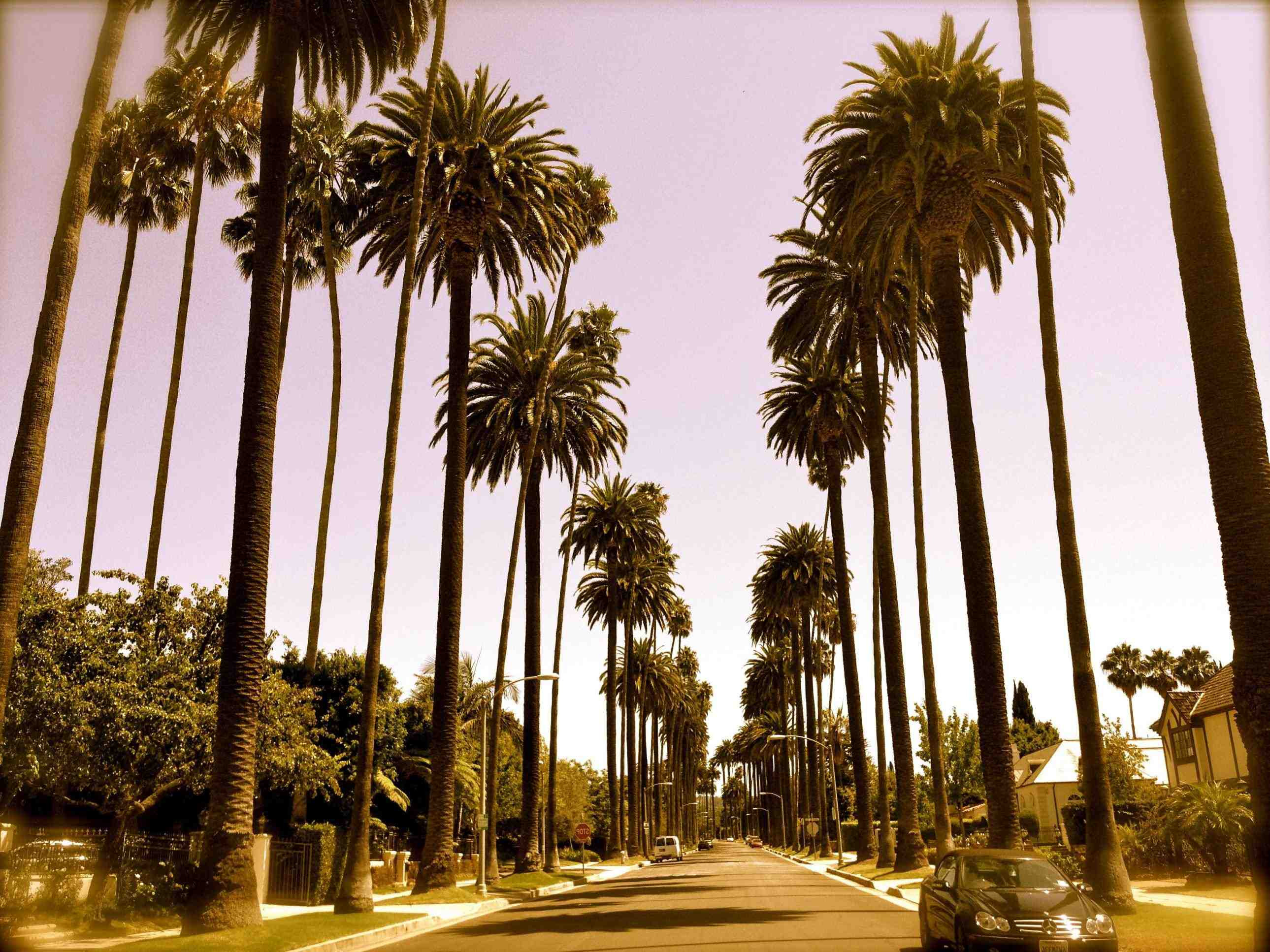 fondo de pantalla de palmera,árbol,palmera,planta leñosa,palmera datilera,planta