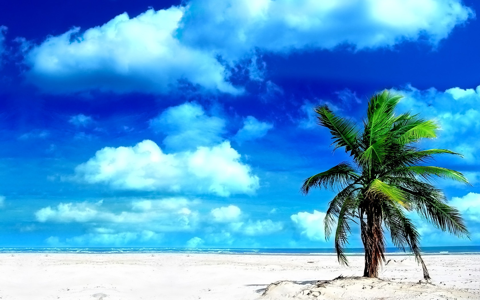 fondo de pantalla de palmera,cielo,naturaleza,árbol,paisaje natural,tiempo de día