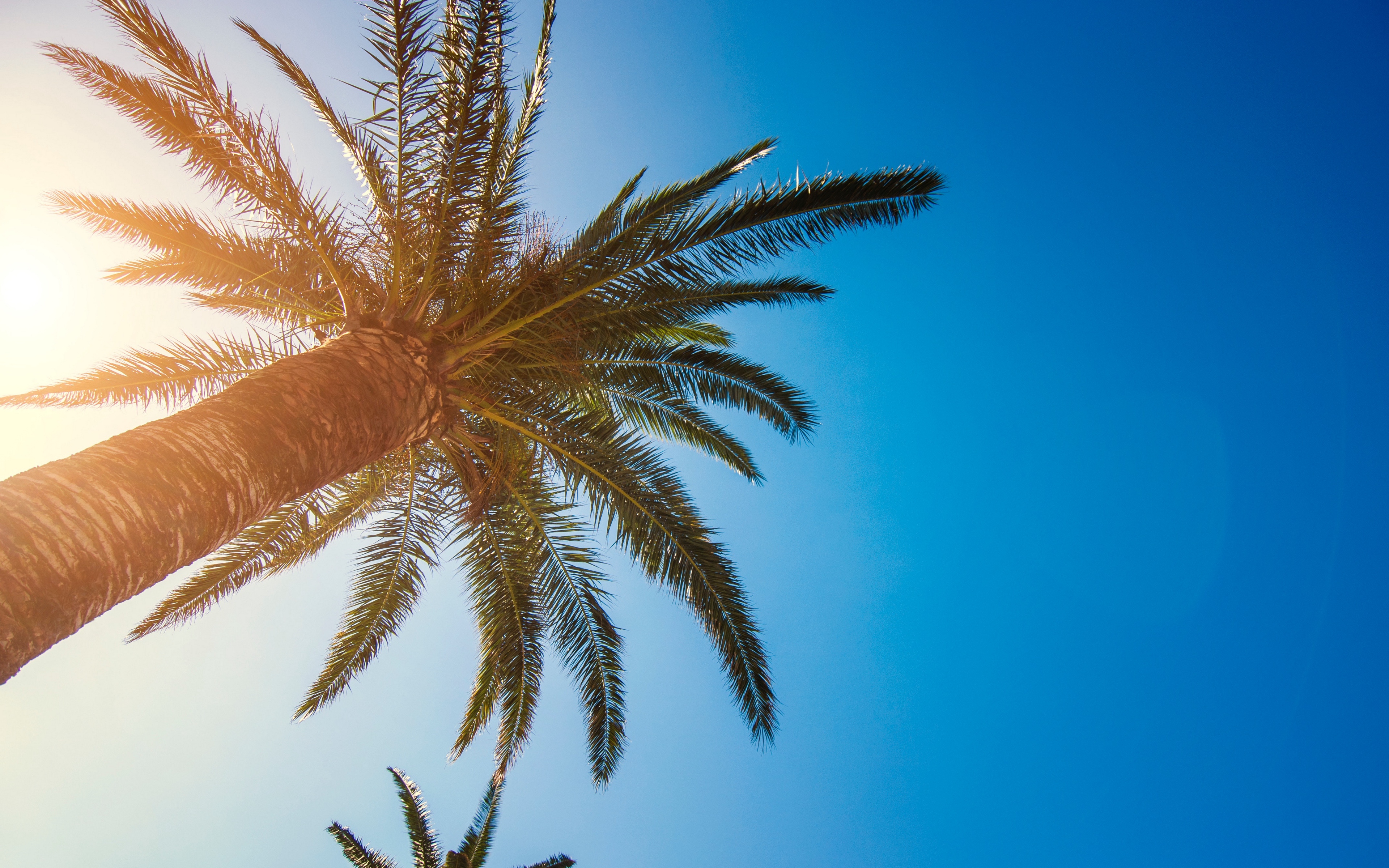 fondo de pantalla de palmera,cielo,árbol,azul,palmera,tiempo de día