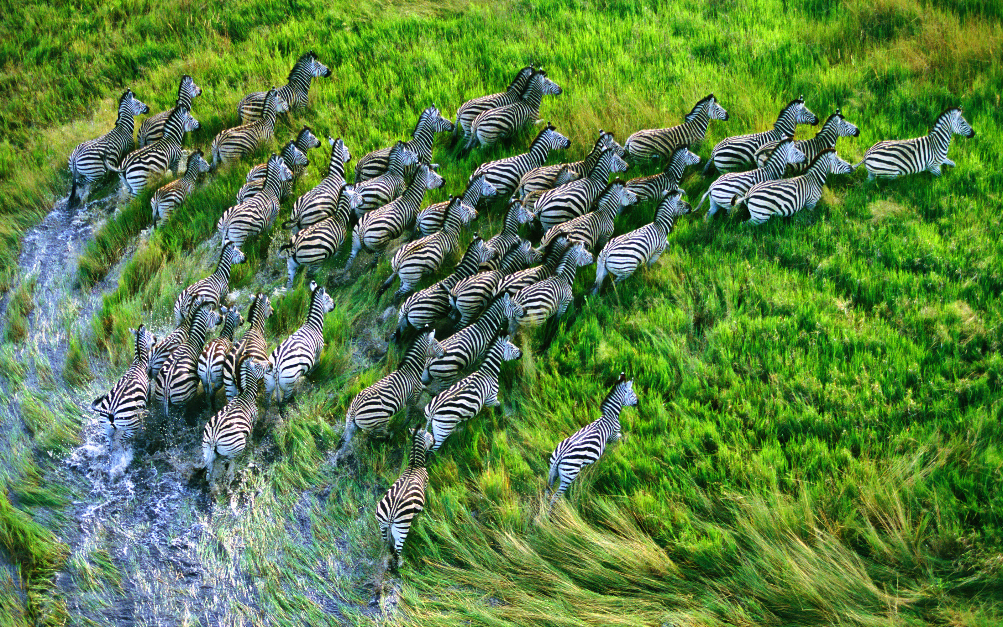 mac wallpaper,bird,grass,wildlife,plant,grassland