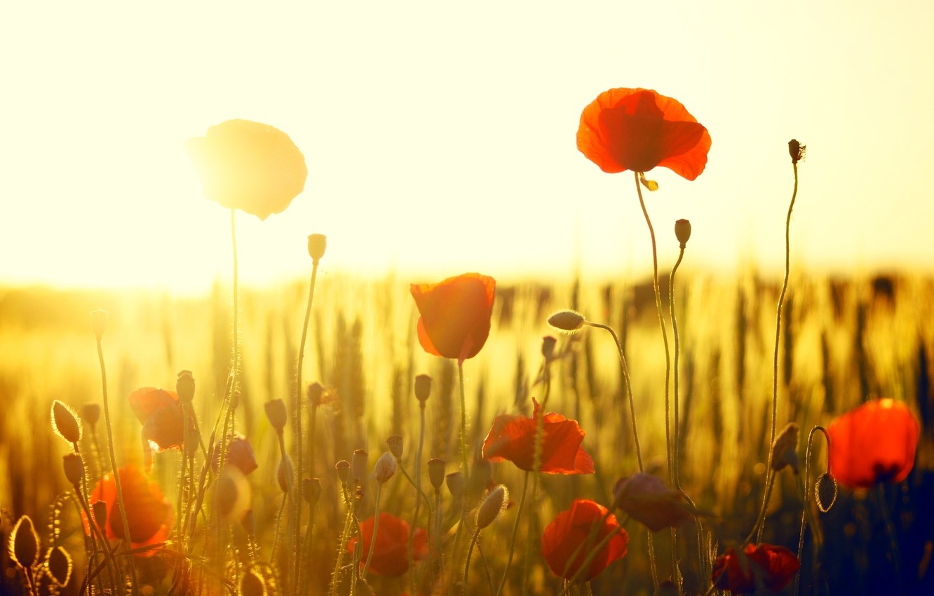 hd wallpaper für mac,natur,natürliche landschaft,coquelicot,himmel,wiese