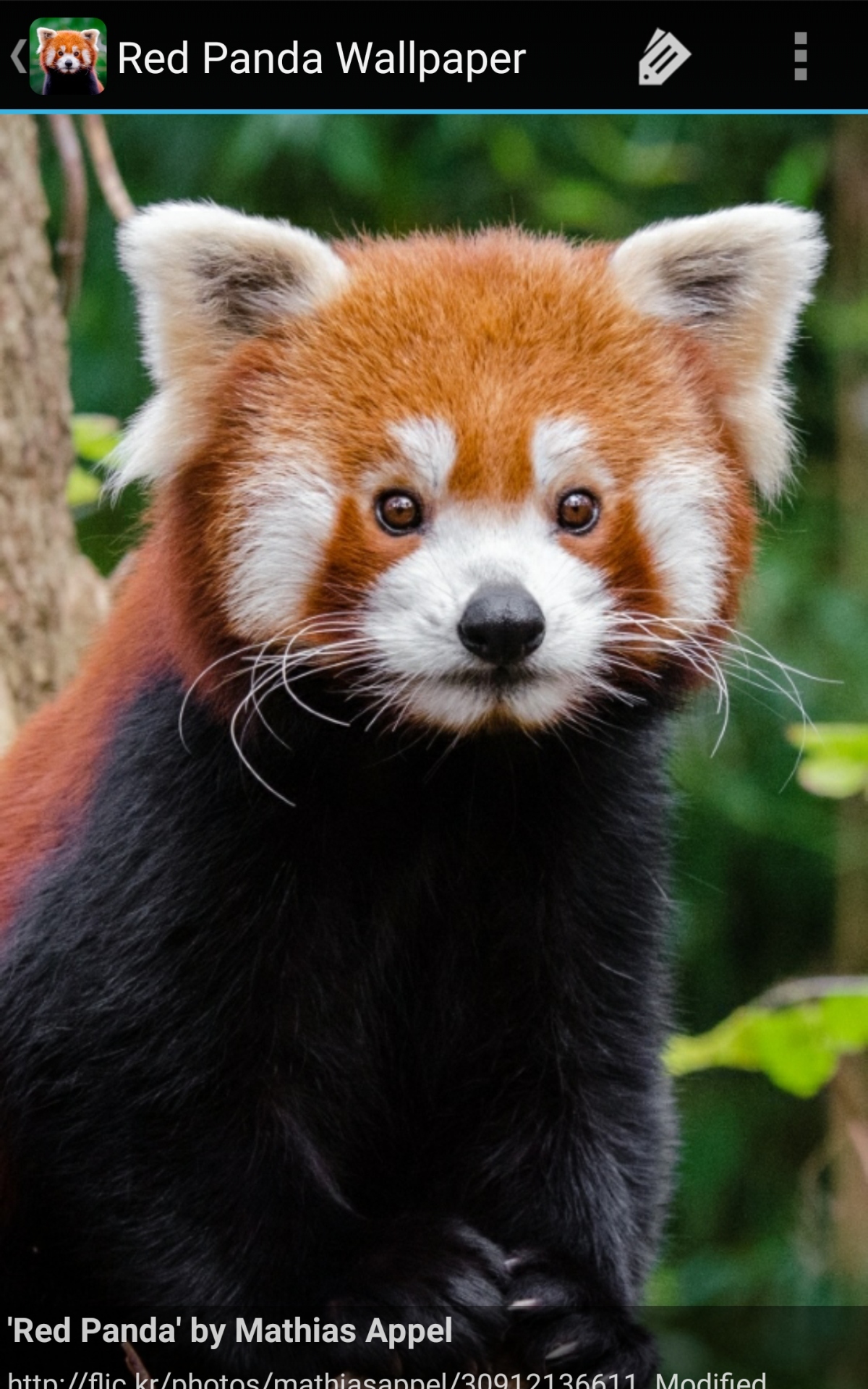 carta da parati panda,panda rosso,animale terrestre,natura,barba,grugno