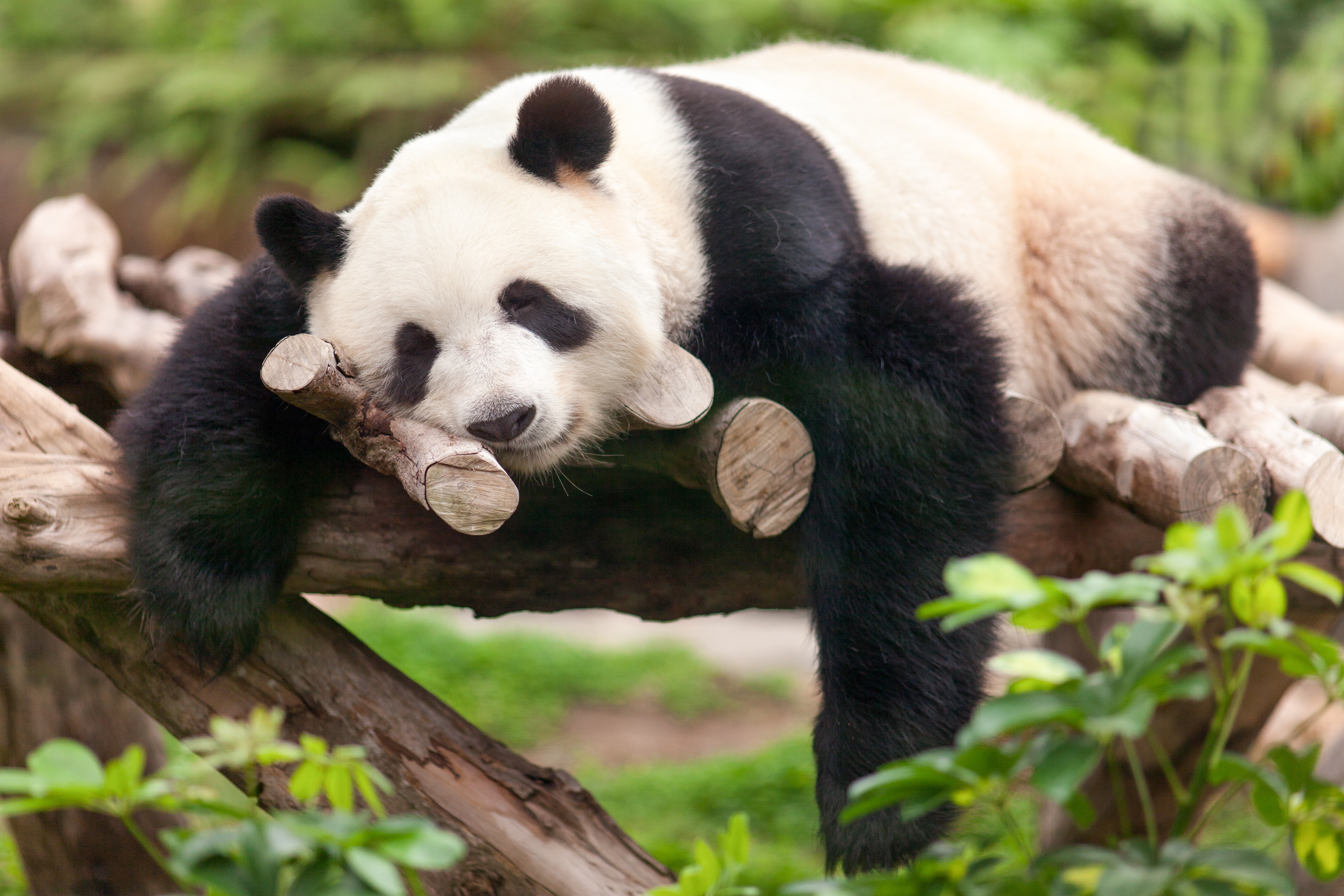 fond d'écran panda,panda,animal terrestre,museau,ours