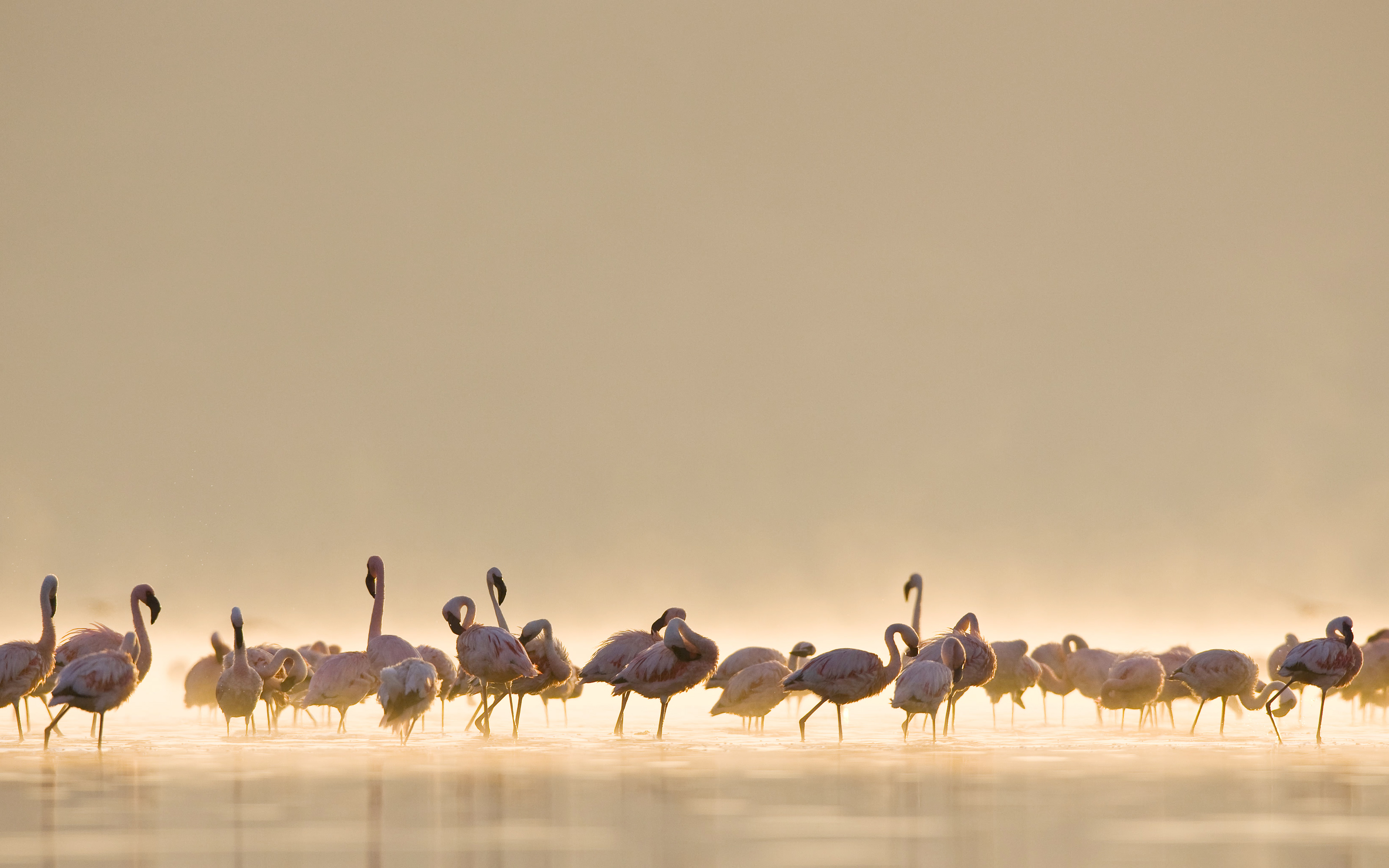 hd wallpaper für mac,vogel,herde,tierwelt,herde,vogelwanderung