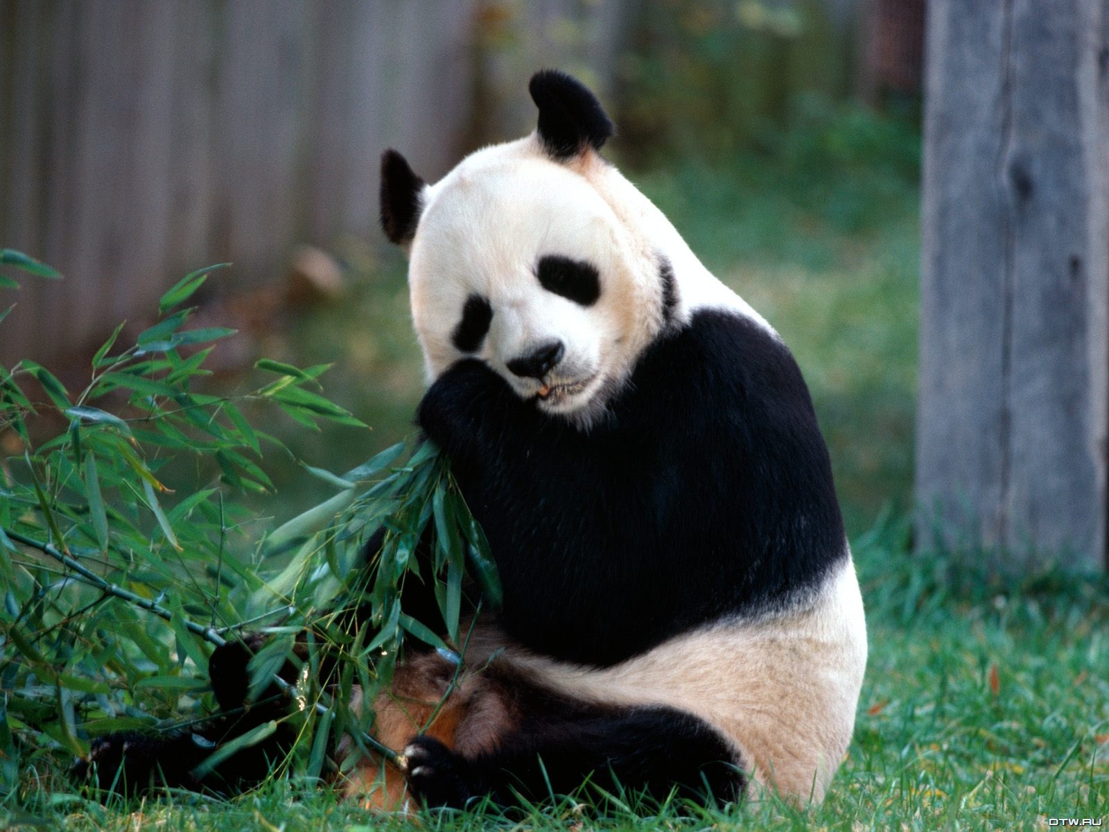 fondo de pantalla de panda,panda,animal terrestre,oso,hocico,césped