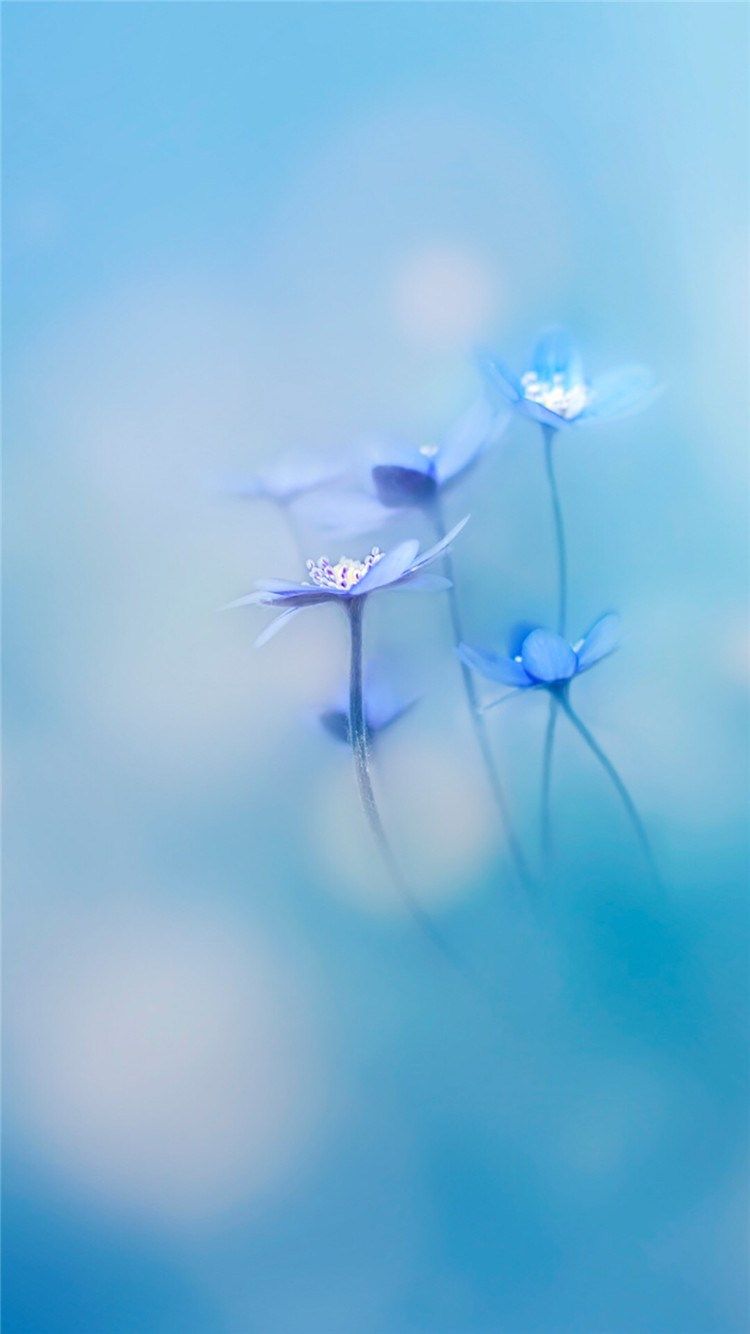 simple wallpaper,blue,azure,flower,sky,plant