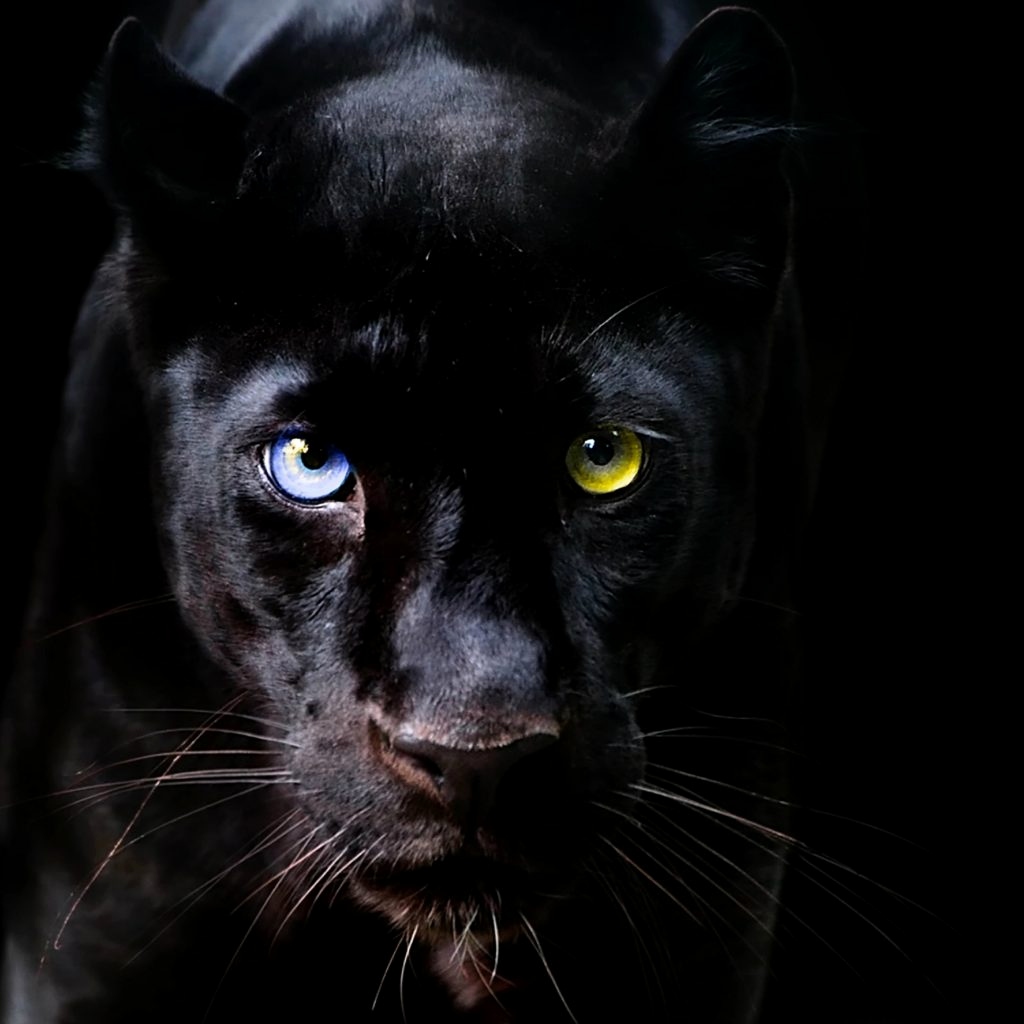 맥을위한 hd 월페이퍼,고양이,검은 고양이,중소형 고양이,felidae,구레나룻