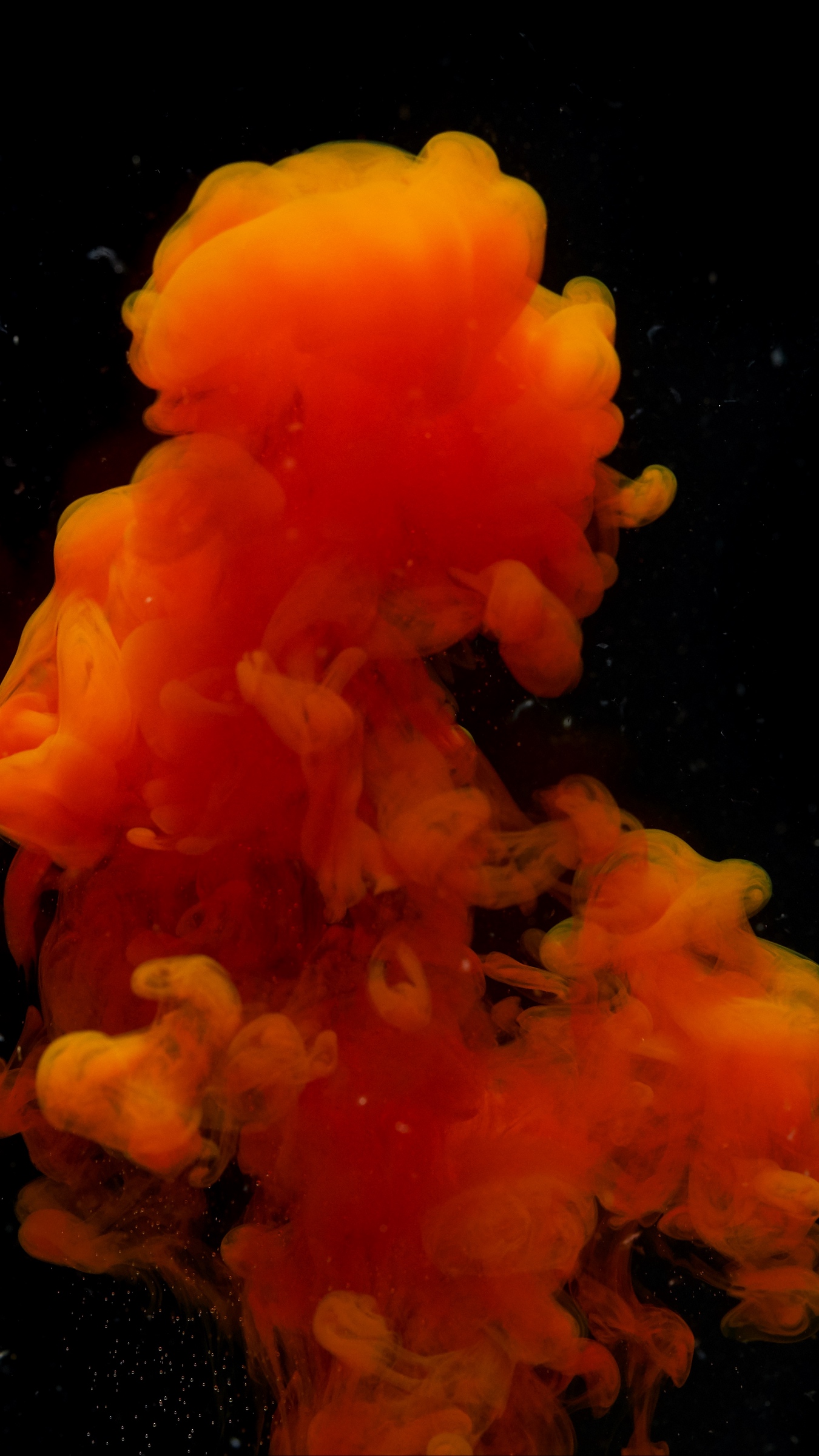 color wallpaper,orange,cnidaria,organism,marine invertebrates,marine biology