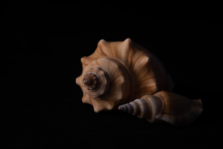 hd wallpapers for mac,sea snail,shell,conch,still life photography,conch