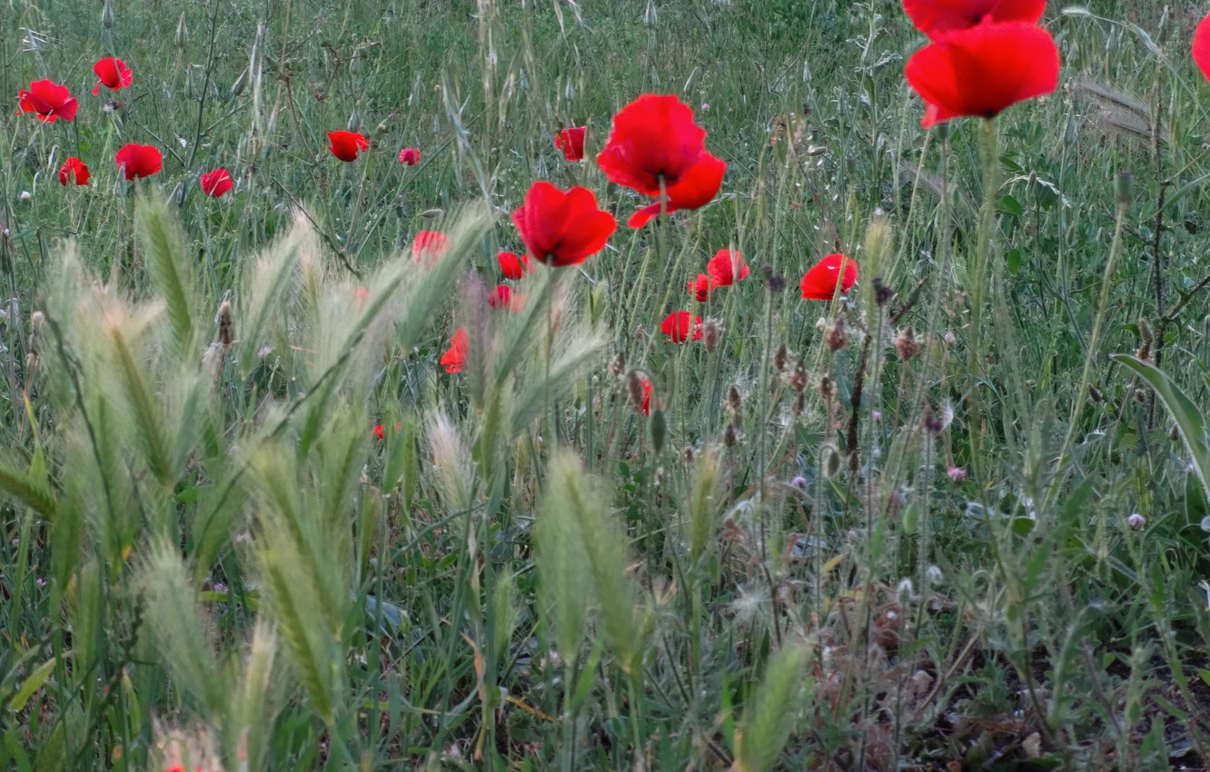 sfondi hd per mac,fiore,pianta fiorita,pianta,coquelicot,papavero di mais