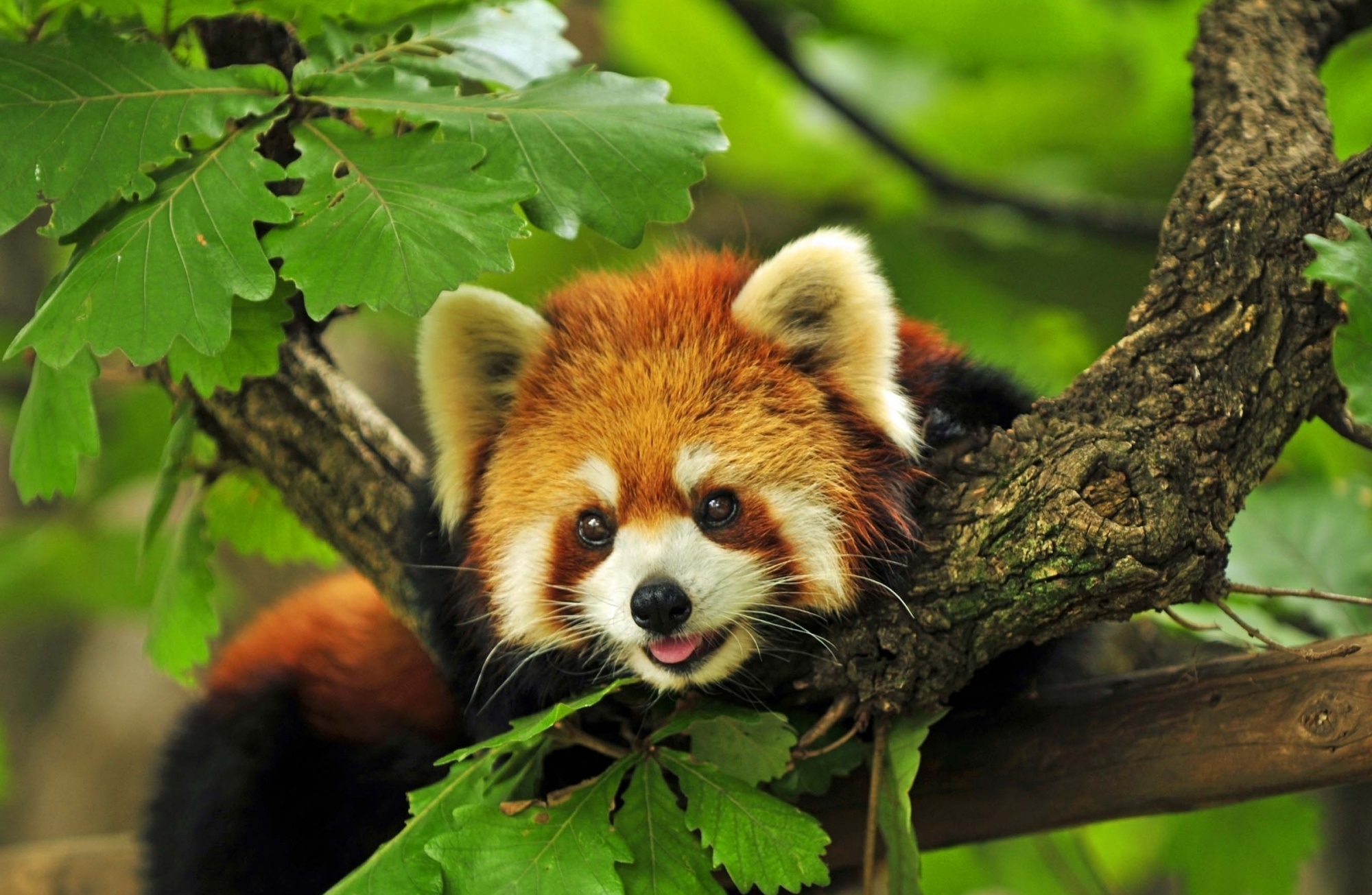 fond d'écran panda,panda rouge,animal terrestre,faune,feuille,jungle