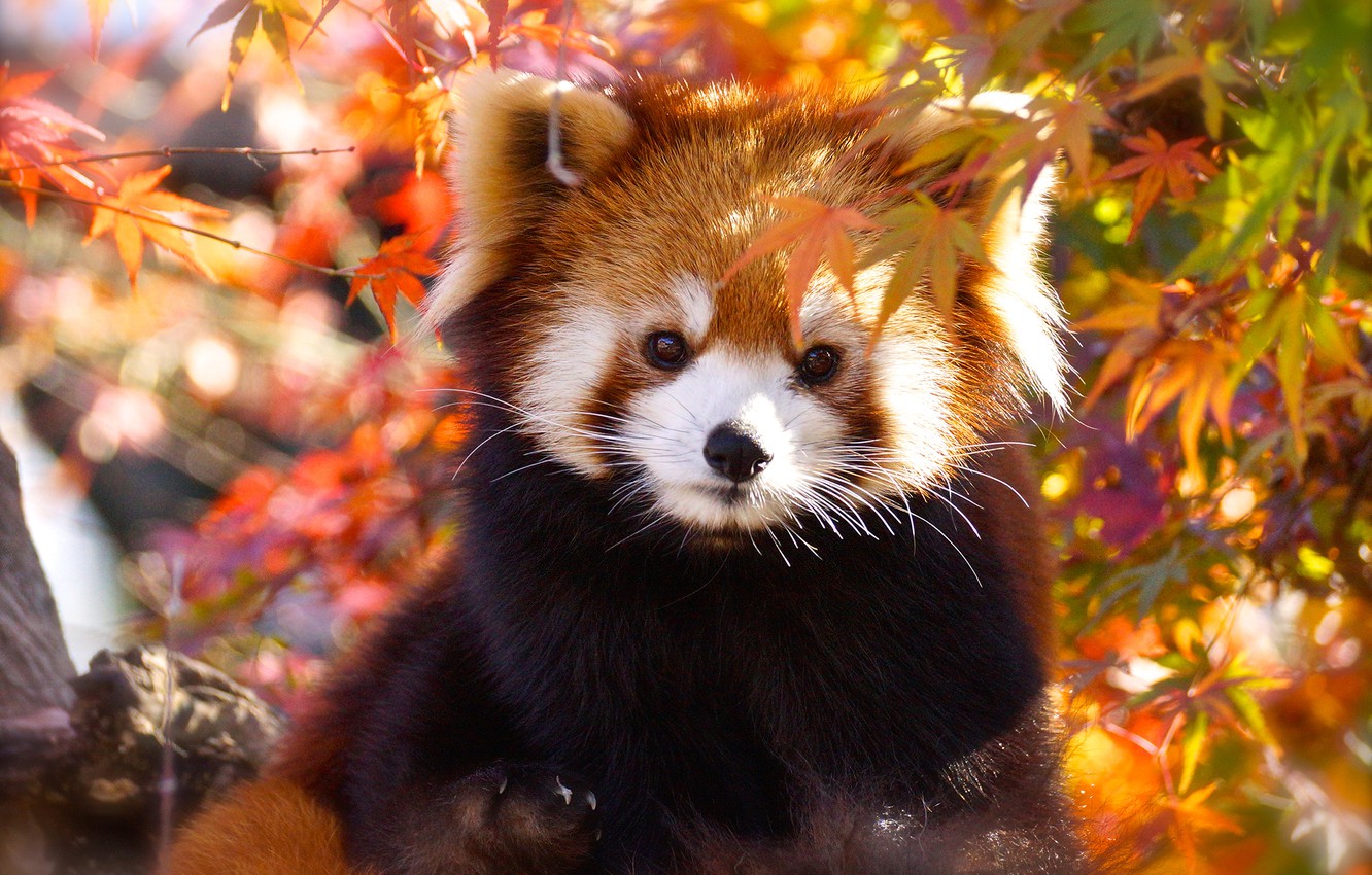 fond d'écran panda,panda rouge,faune,feuille,moustaches,animal terrestre