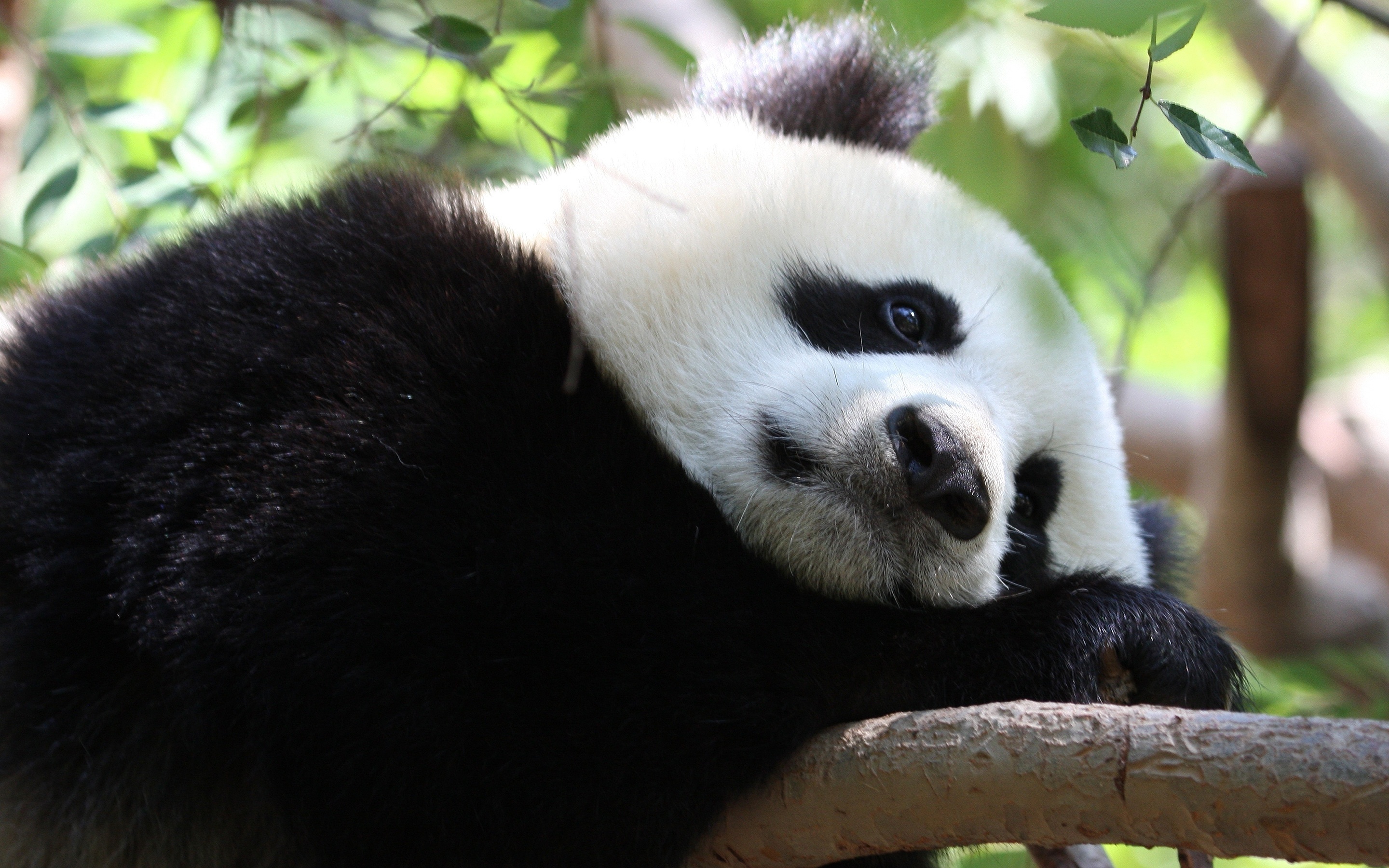 fond d'écran panda,panda,animal terrestre,museau,ours