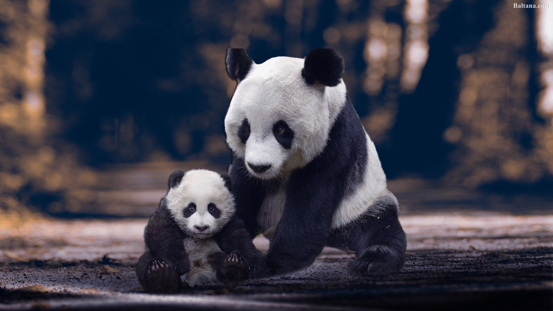 Panda widescreen wallpapers panda bear wallpaperuse