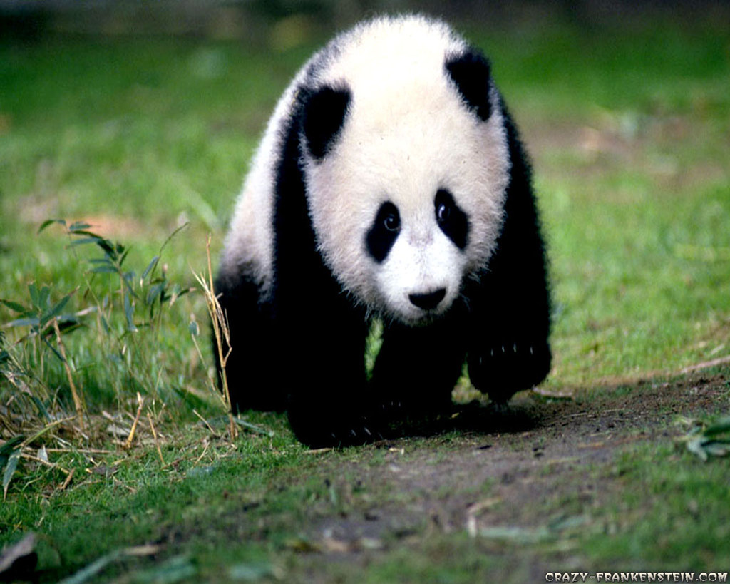 panda wallpaper,panda,mammal,terrestrial animal,vertebrate,nature reserve
