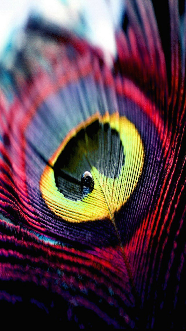 free hd wallpapers,feather,macro photography,close up,organism,natural material