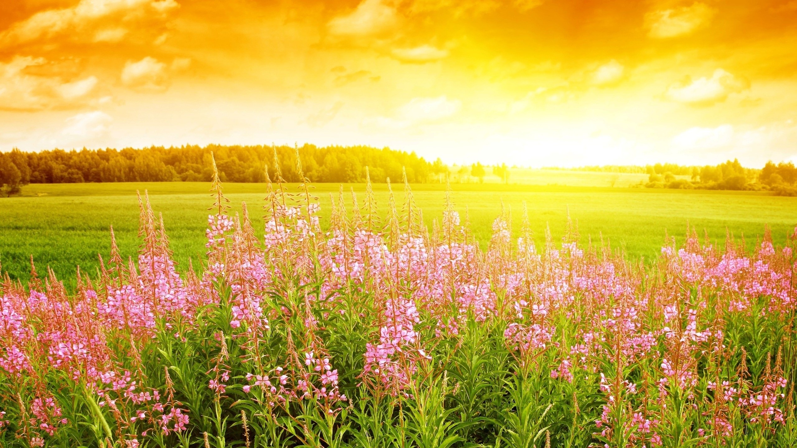 fonds d'écran hd gratuits,prairie,paysage naturel,la nature,fleur,ciel