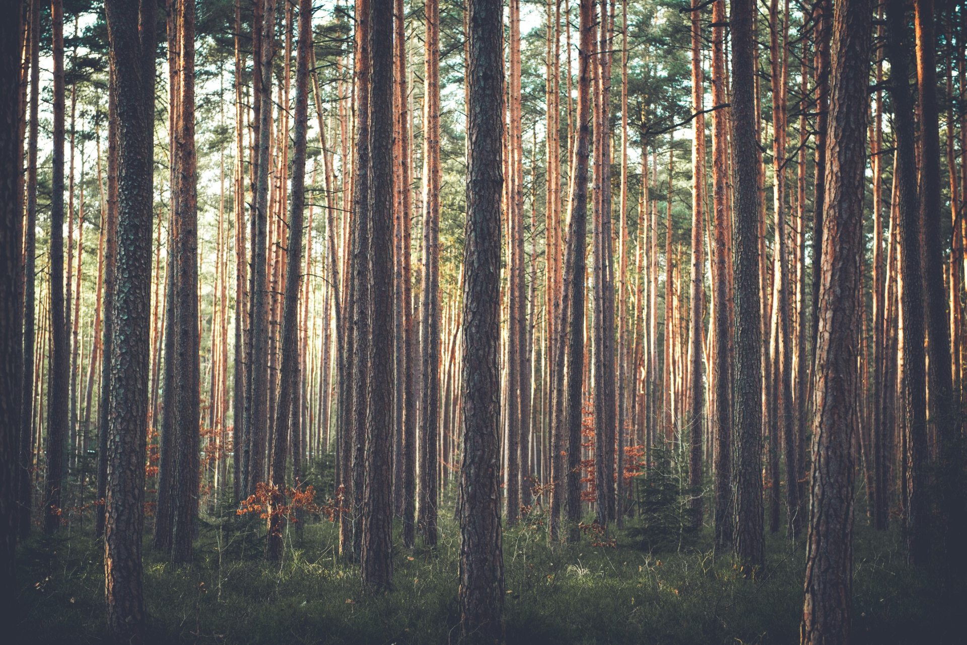 fonds d'écran hd gratuits,arbre,forêt,forêt de sapins et d'épinettes,la nature,forêt de feuillus du nord