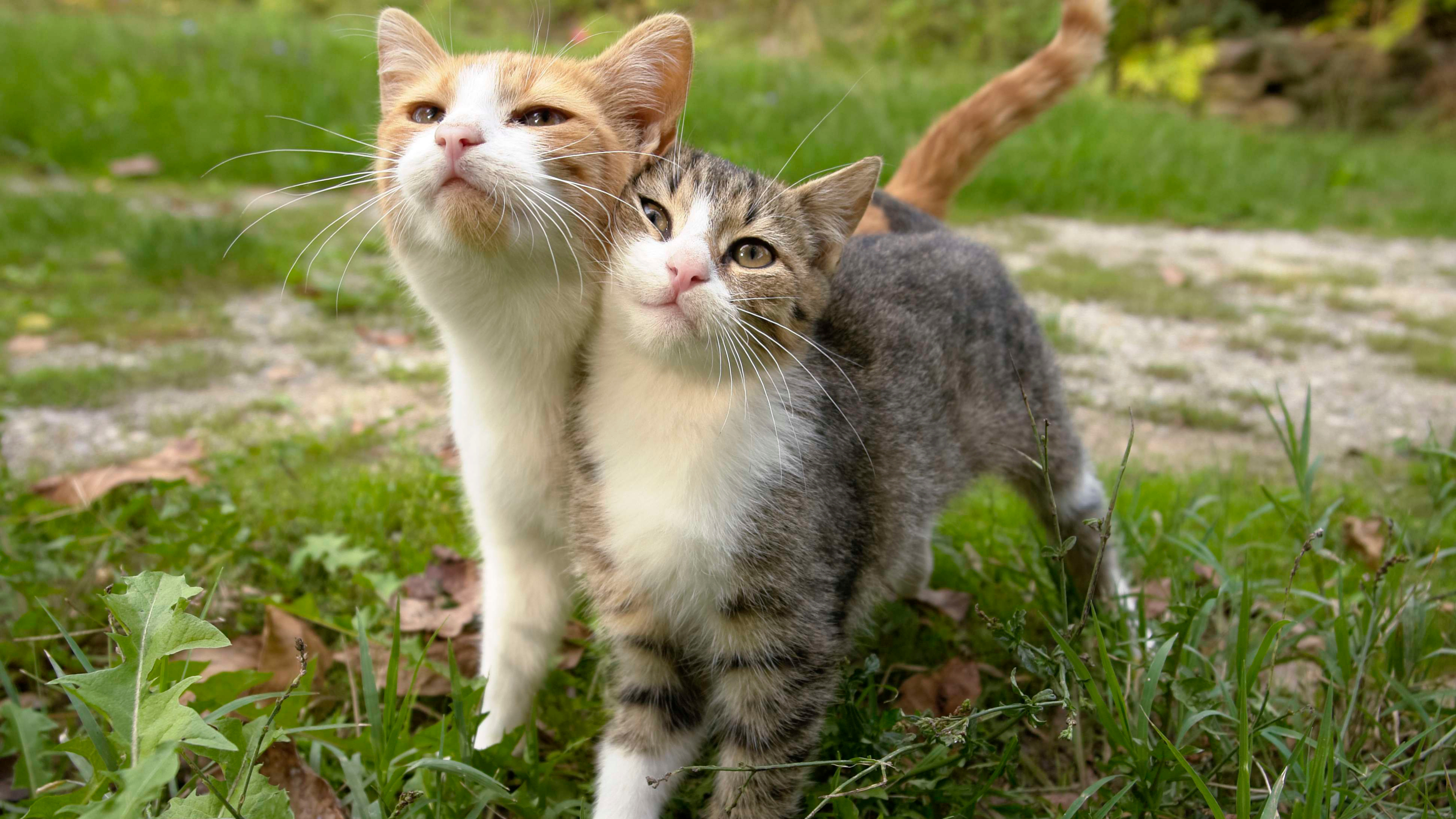 gato fondo de pantalla,gato,gatos pequeños a medianos,felidae,bigotes,pelo corto europeo