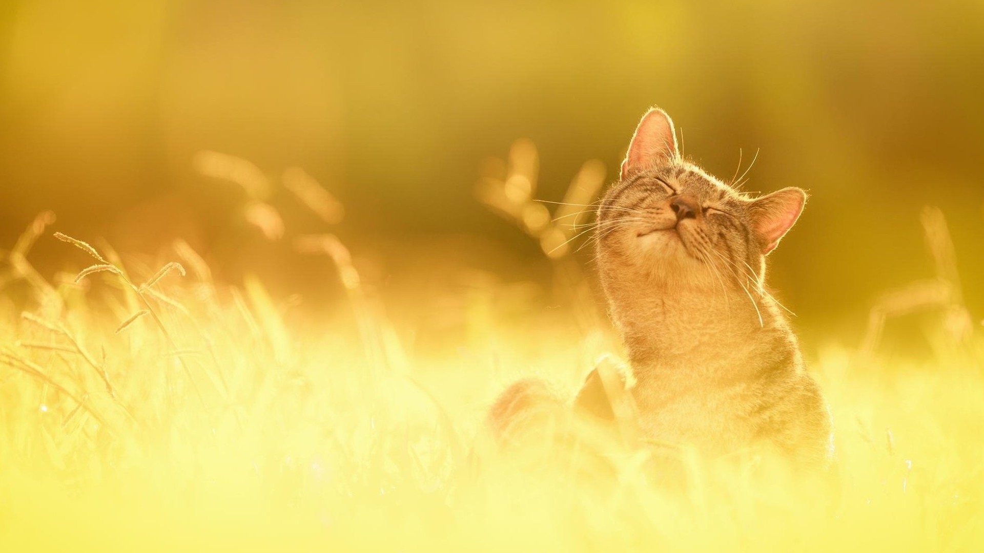 猫の壁紙,ネコ,自然,ネコ科,ひげ,中型から中型の猫