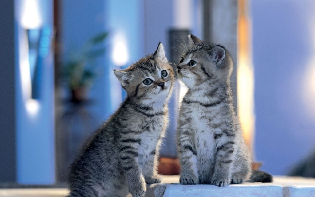 fond d'écran de chat,chat,chats de petite à moyenne taille,félidés,moustaches,shorthair européen