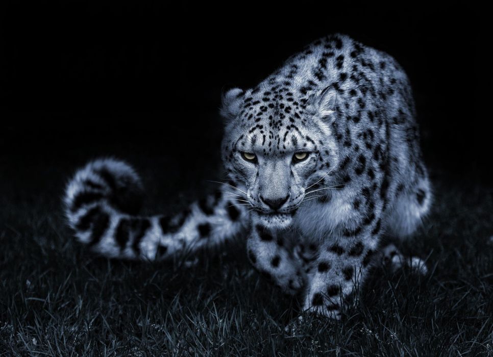 fond d'écran de chat,léopard des neiges,animal terrestre,félidés,faune,léopard