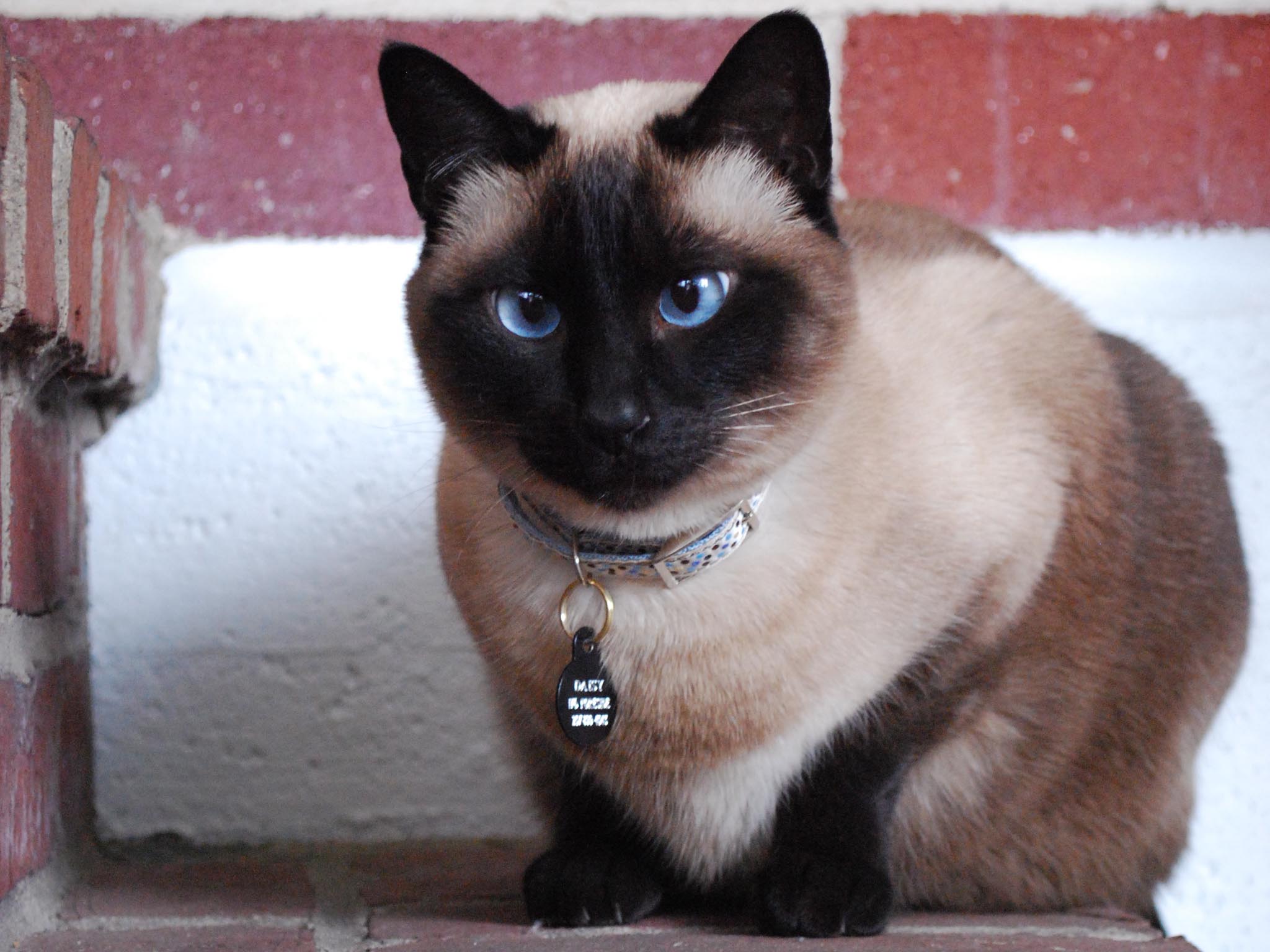 fond d'écran de chat,chat,siamois,chats de petite à moyenne taille,thaïlandais,félidés