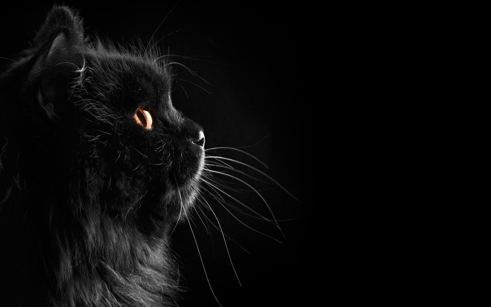 cat wallpaper,cat,black,black cat,whiskers,small to medium sized cats