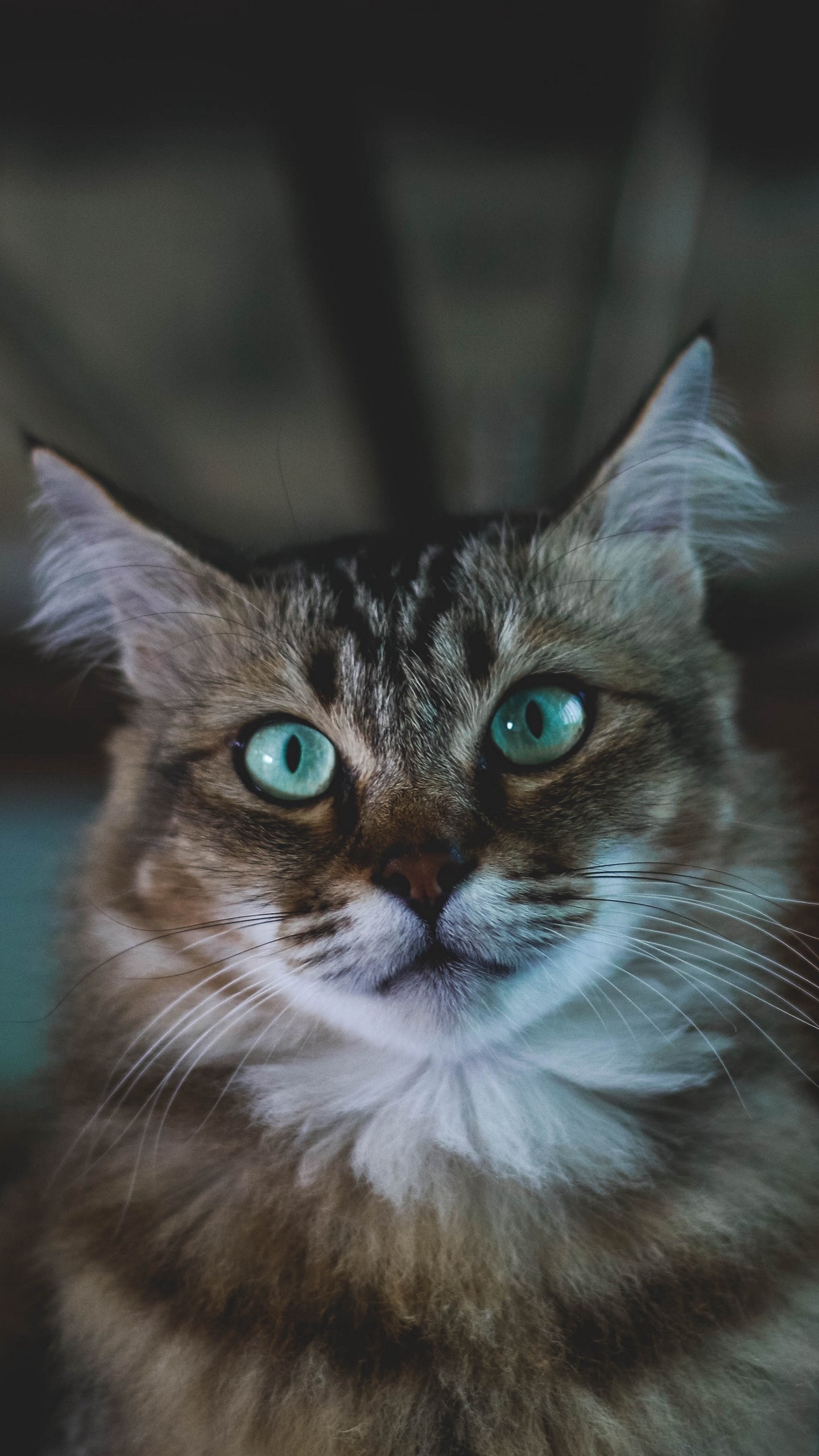 gato fondo de pantalla,gato,gatos pequeños a medianos,bigotes,felidae,gato del bosque noruego