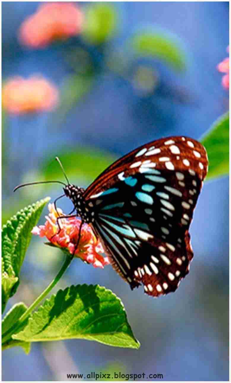 fonds d'écran hd gratuits,papillons et papillons,papillon,insecte,invertébré,papillon aux pieds brosse