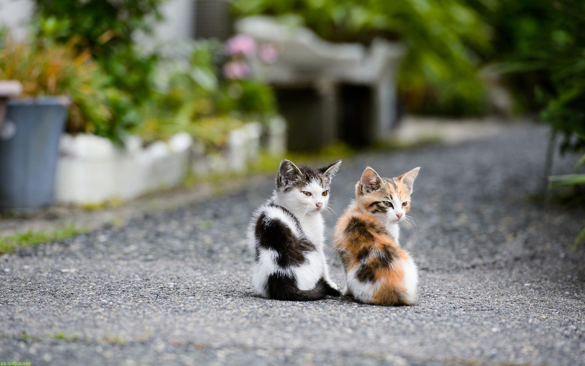 carta da parati gatto,gatto,gatti di piccola e media taglia,felidae,gattino,gatto egeo