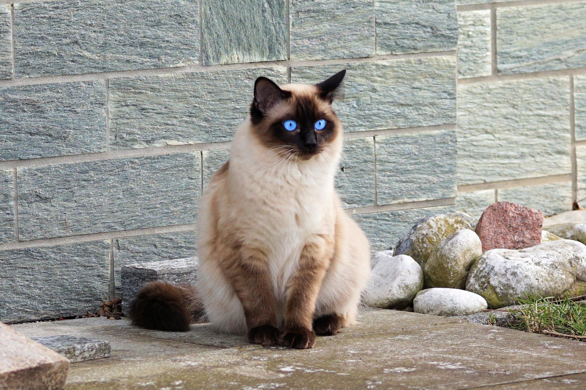 carta da parati gatto,gatto,siamese,gatti di piccola e media taglia,felidae,barba