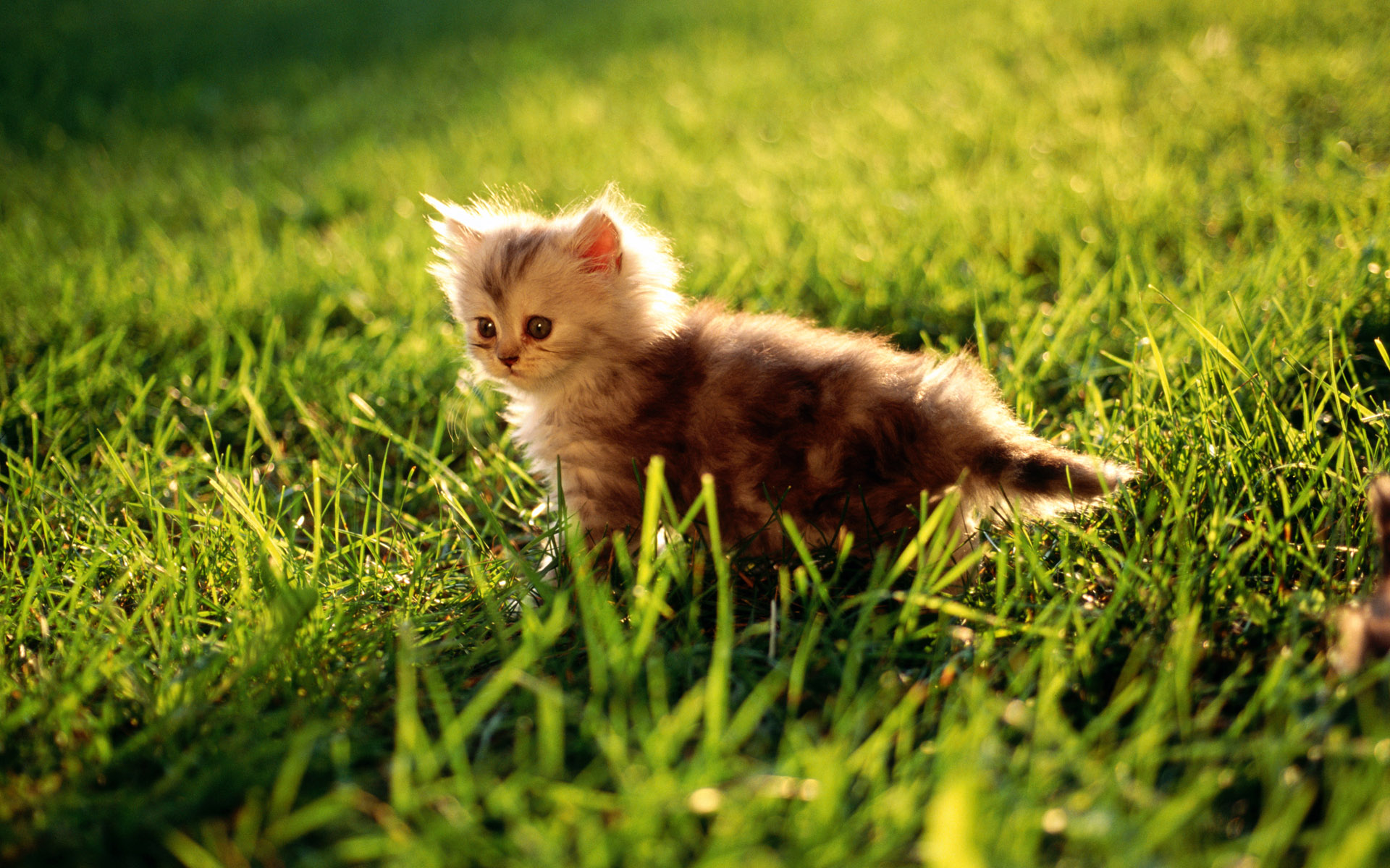 fond d'écran de chat,chat,chats de petite à moyenne taille,félidés,herbe,chaton