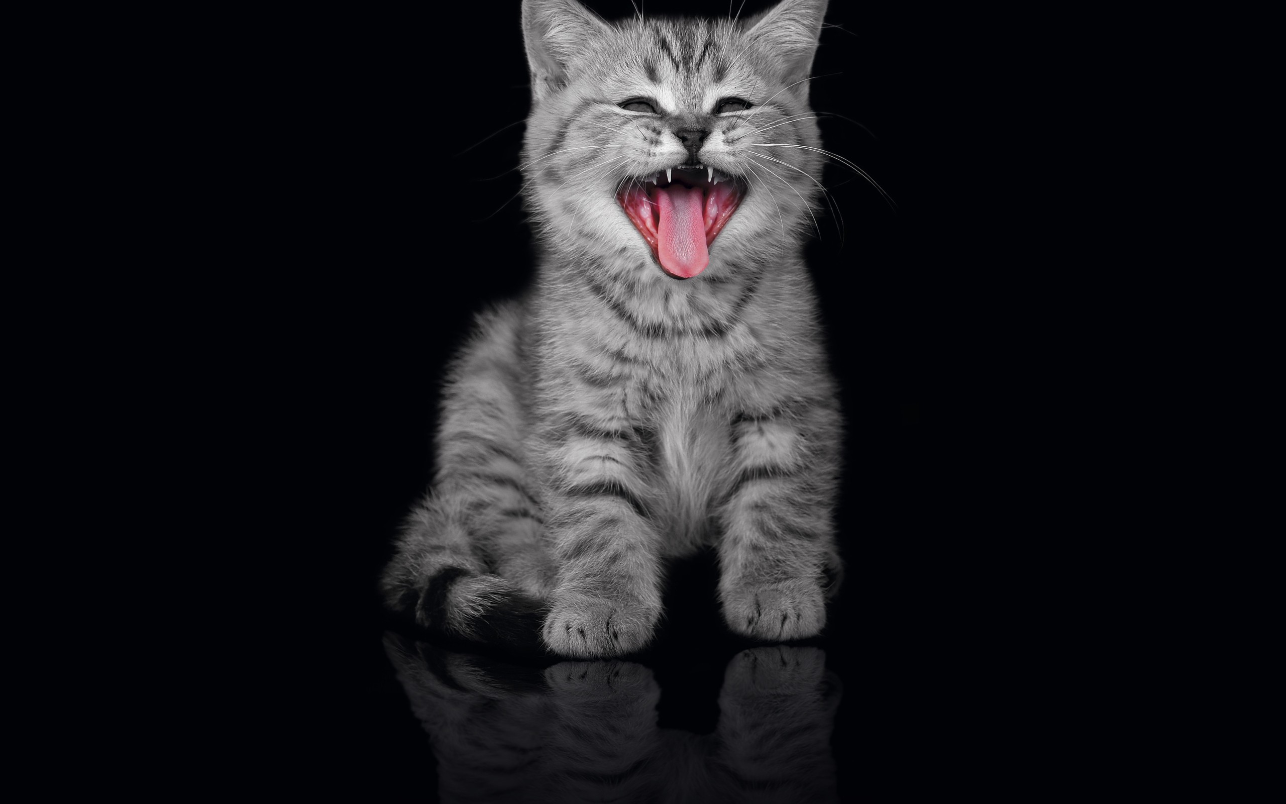 gato fondo de pantalla,gato,bigotes,felidae,gatos pequeños a medianos,gato atigrado