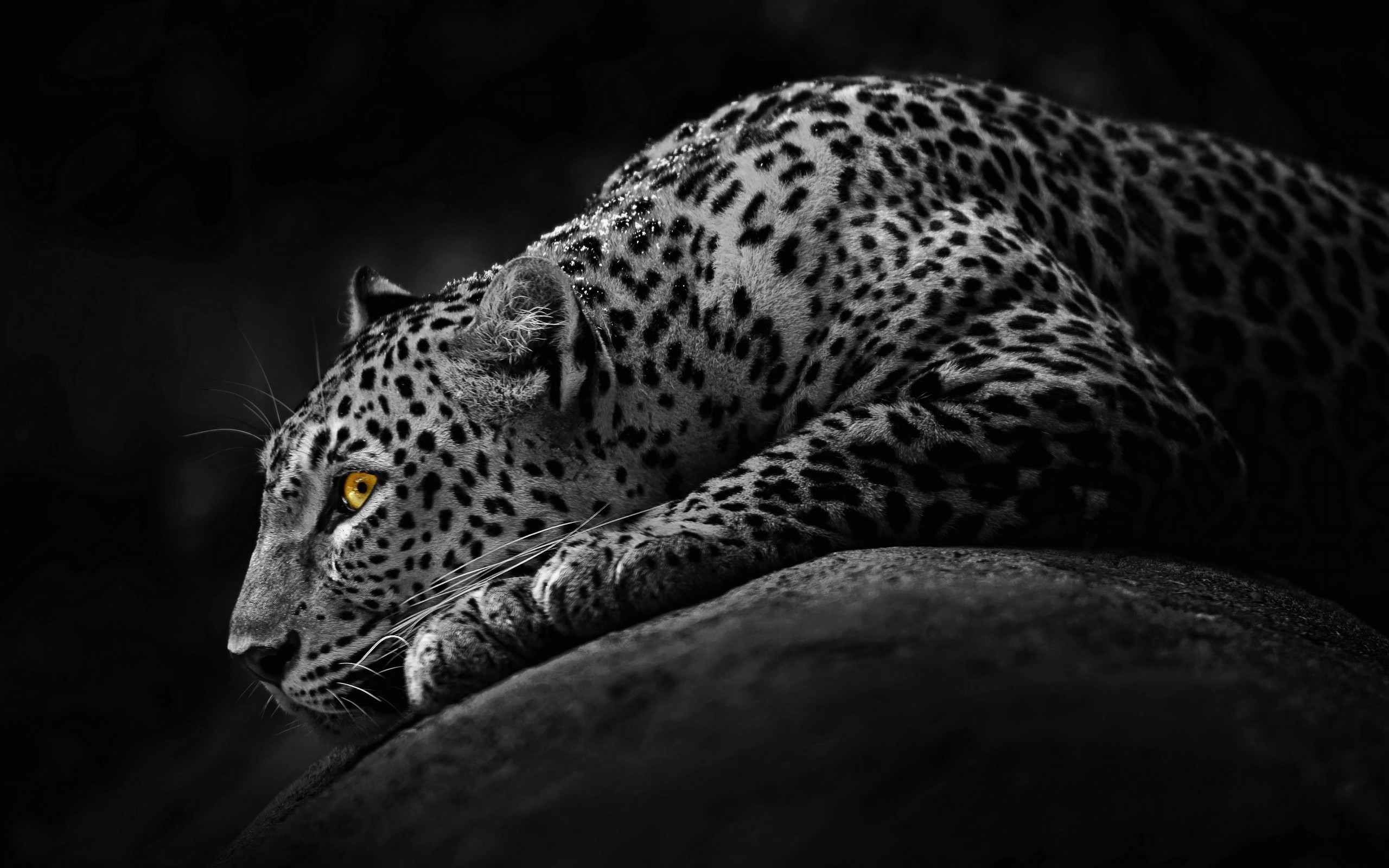 fond d'écran de chat,animal terrestre,léopard,faune,jaguar,félidés