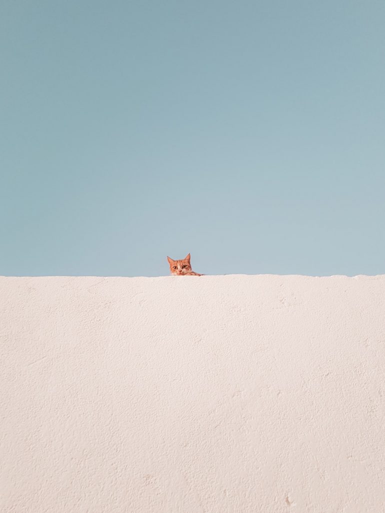 cat wallpaper,sand,natural environment,sky,desert,landscape