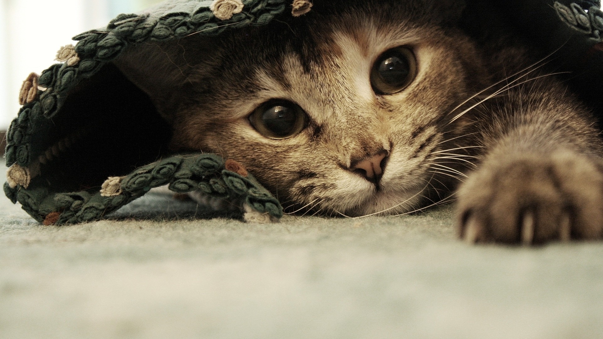 猫の壁紙 ネコ ひげ 中型から中型の猫 ネコ科 鼻 Wallpaperuse 猫の壁紙 ネコ ひげ 中型から中型の猫 ネコ科 鼻 Wallpaperuse