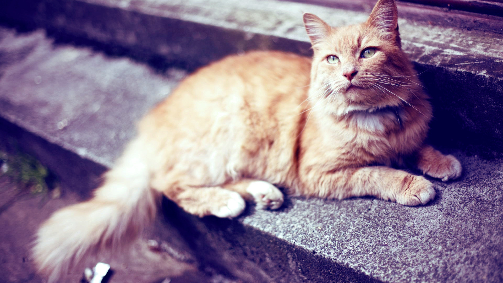 fond d'écran de chat,chat,chats de petite à moyenne taille,moustaches,félidés,ciel