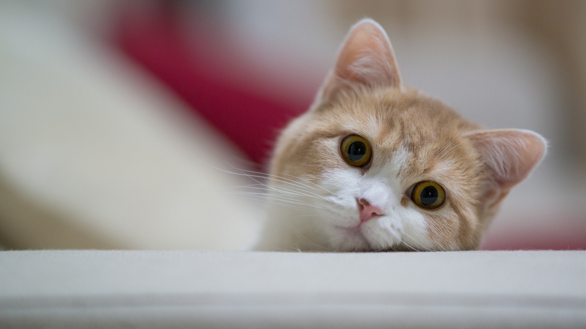 fond d'écran de chat,chat,chats de petite à moyenne taille,félidés,moustaches,chaton