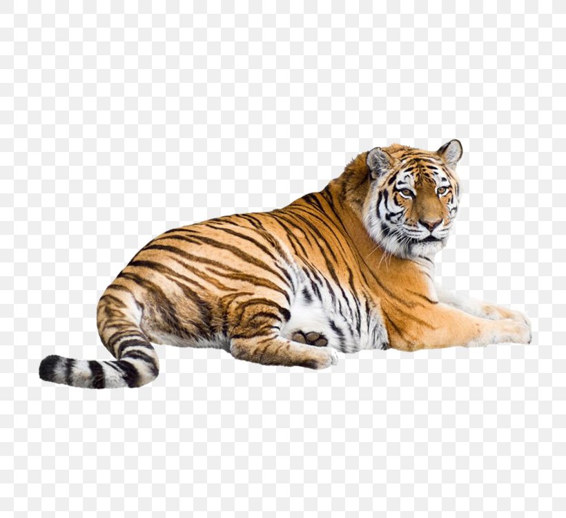 katzentapete,tiger,bengalischer tiger,tierwelt,felidae,sibirischer tiger